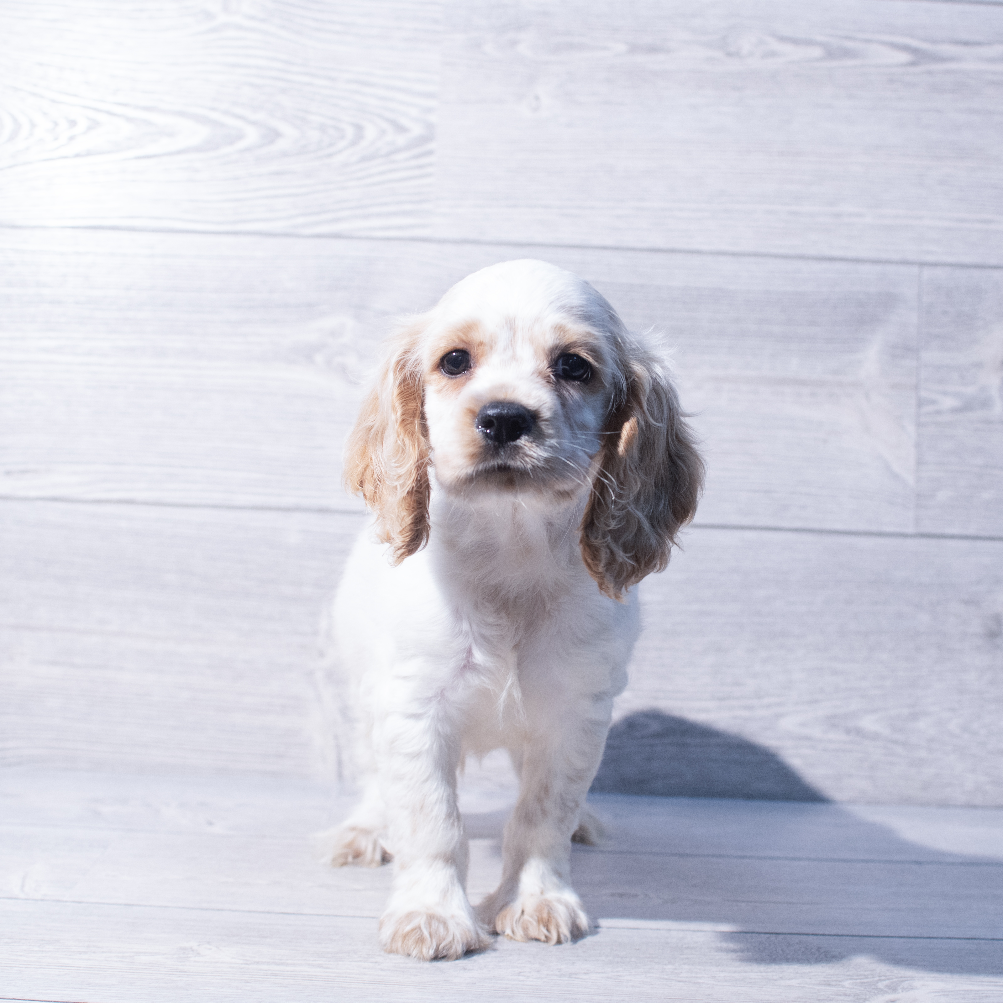 Cocker Spaniel (M) 1988 Image #1