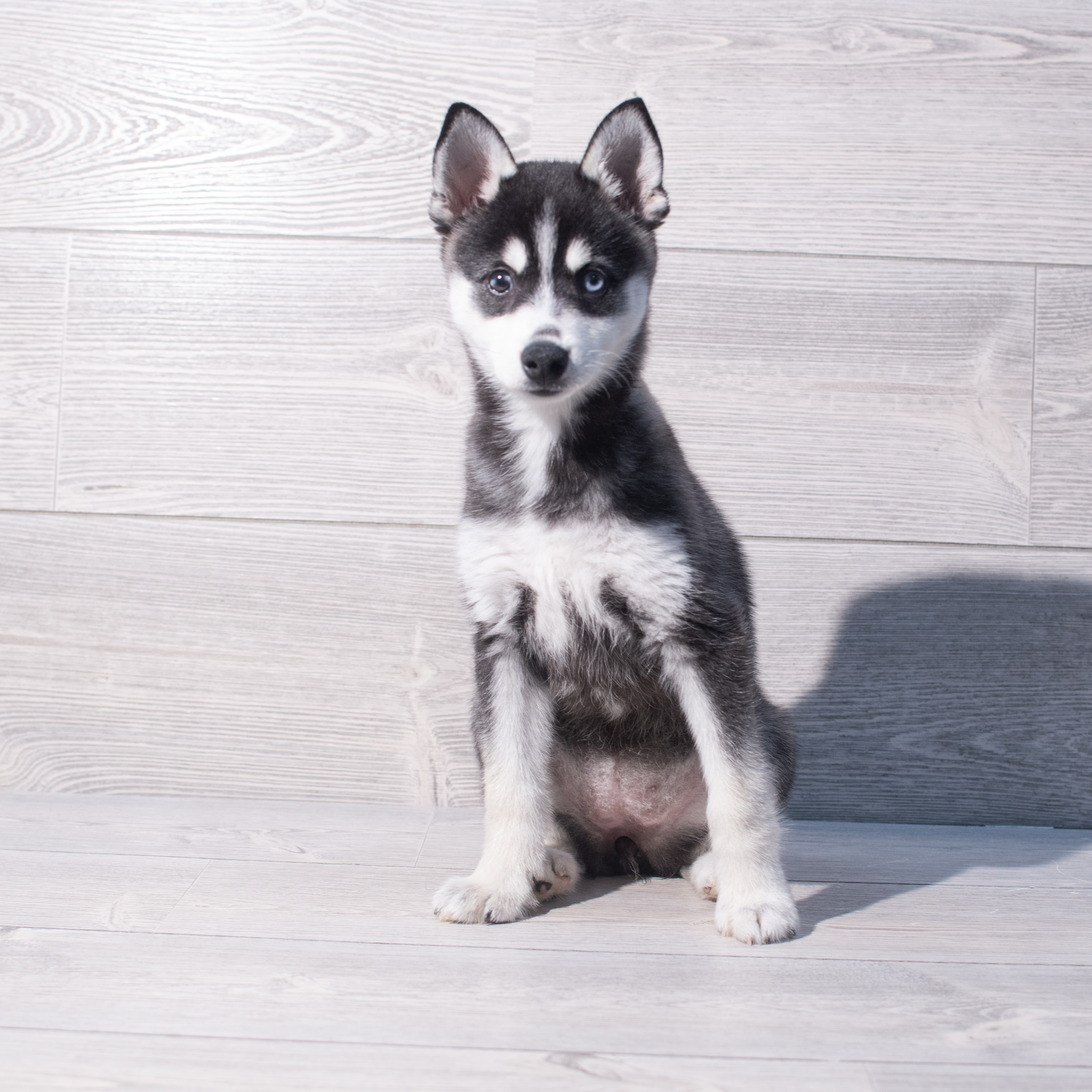 Alaskan Klee Kai (F) 1991 Image #1