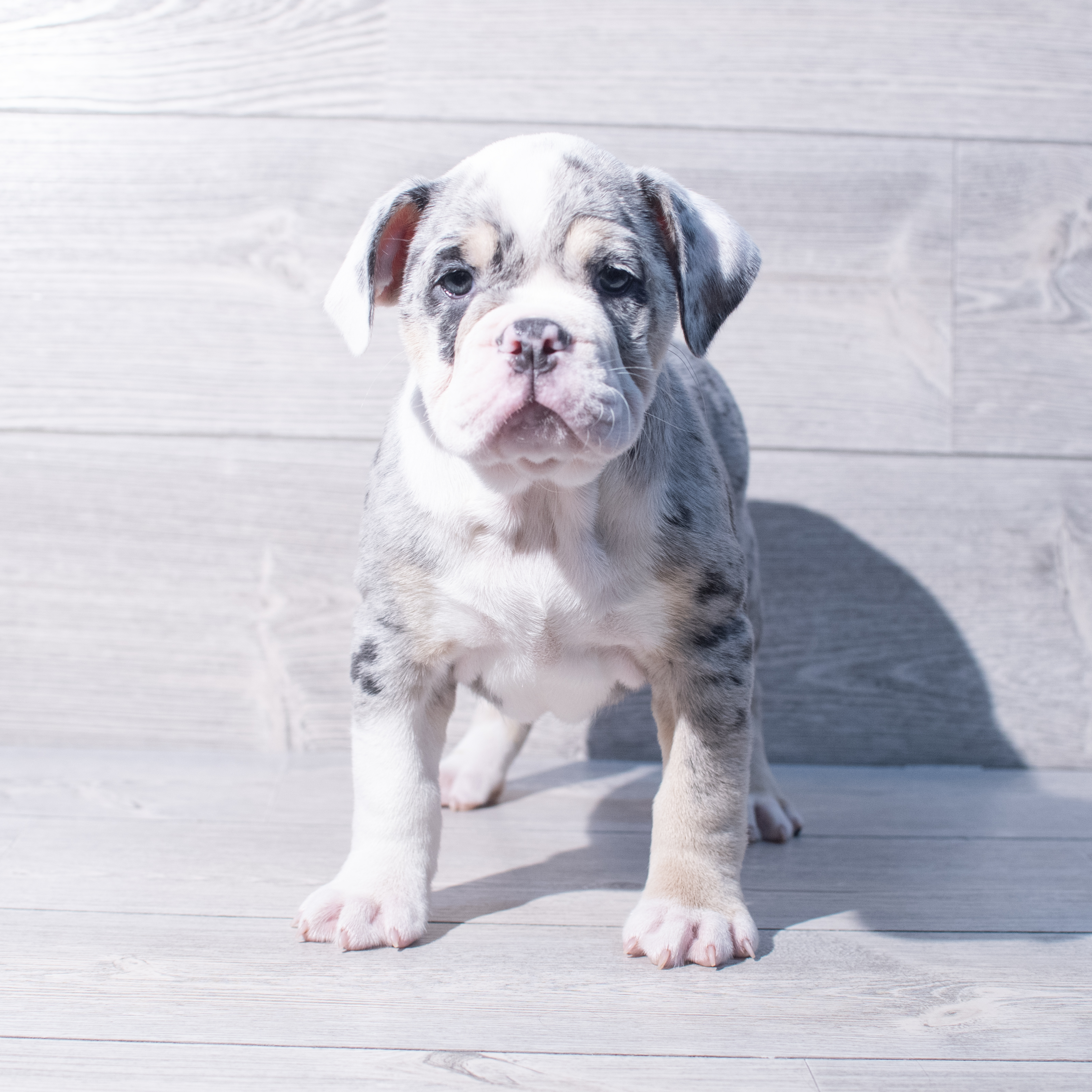 Victorian Bulldog (F) 1993 Image #1