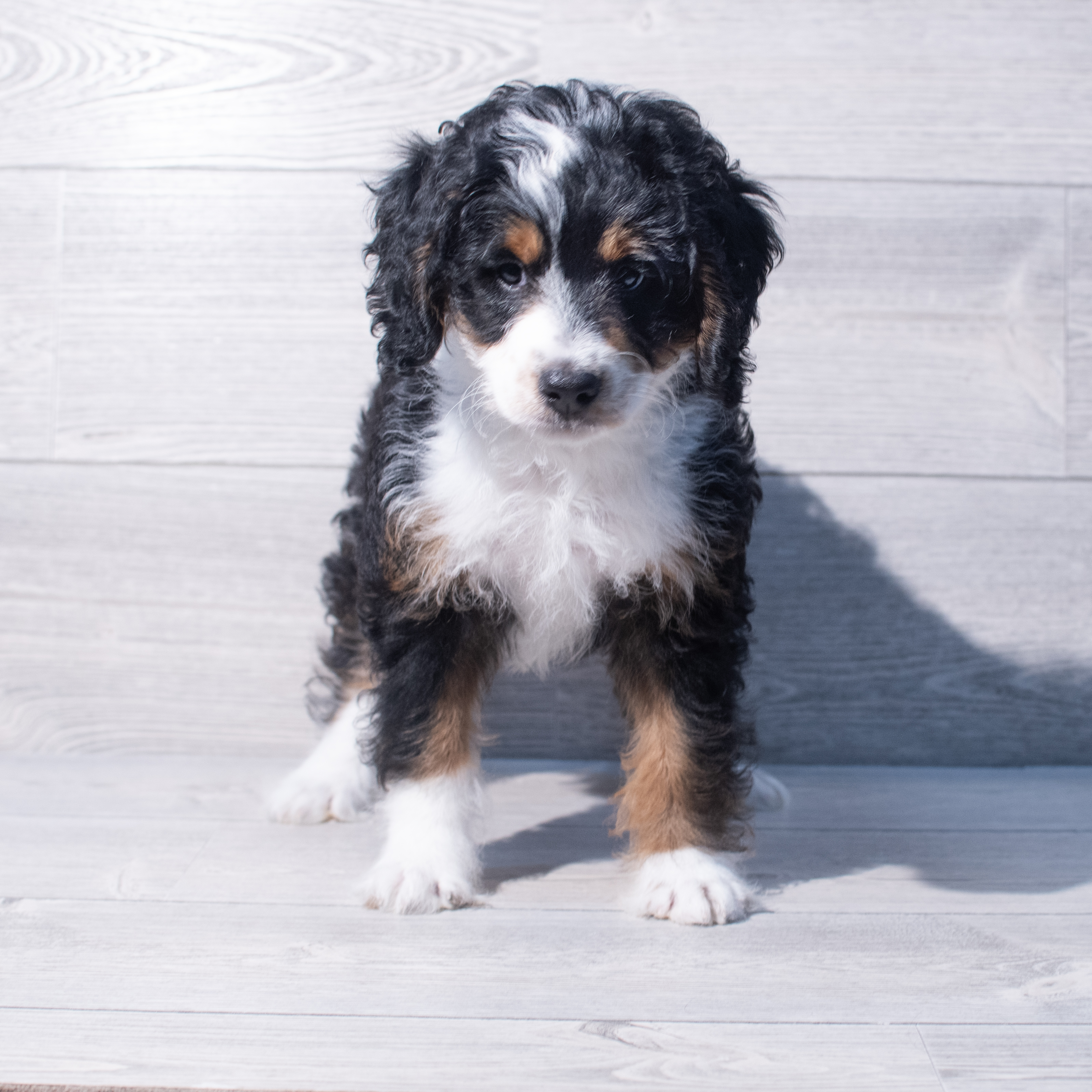 Bernedoodle Mini (F) 1986 Image #1