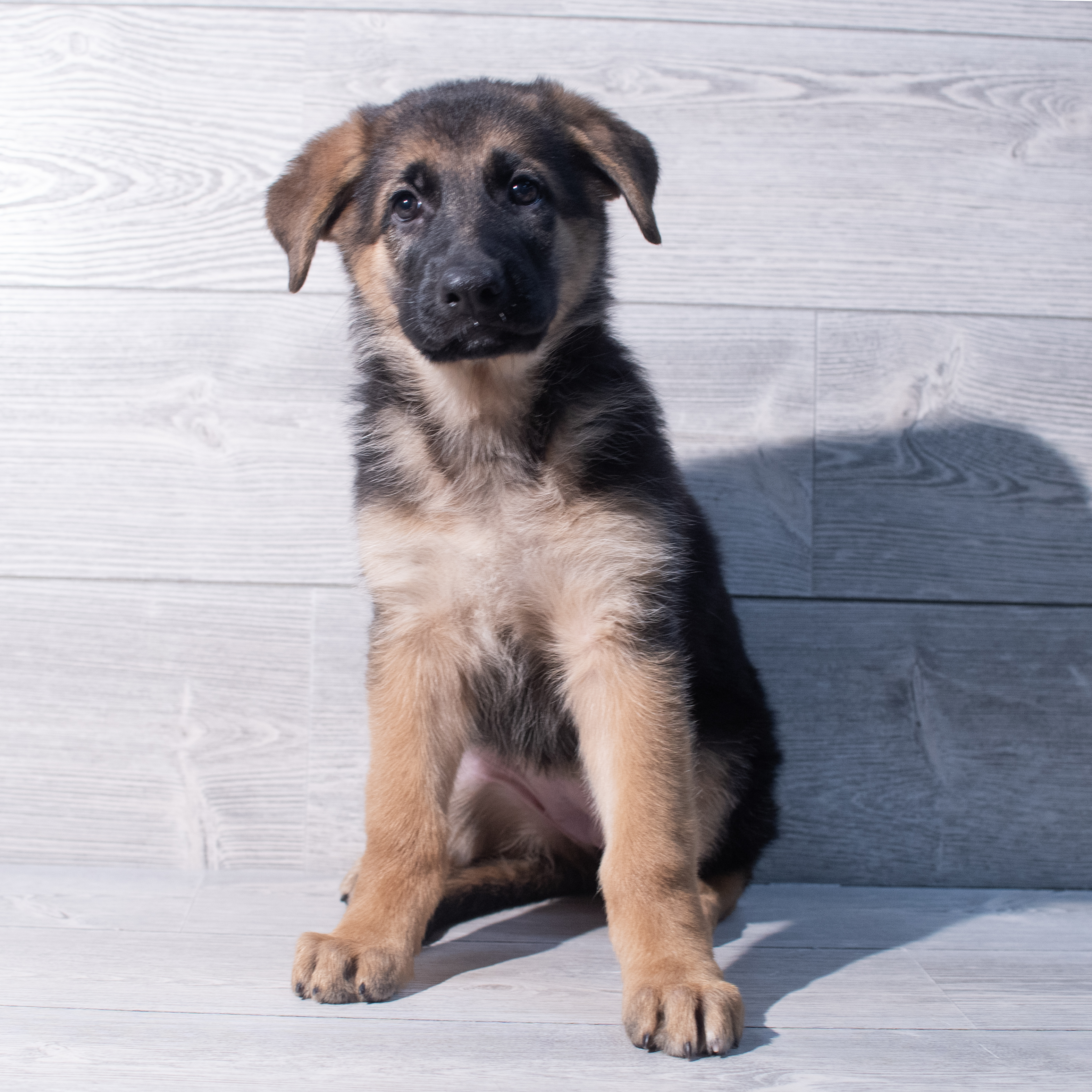 German Shepherd Dog (F) 1992 Image #1