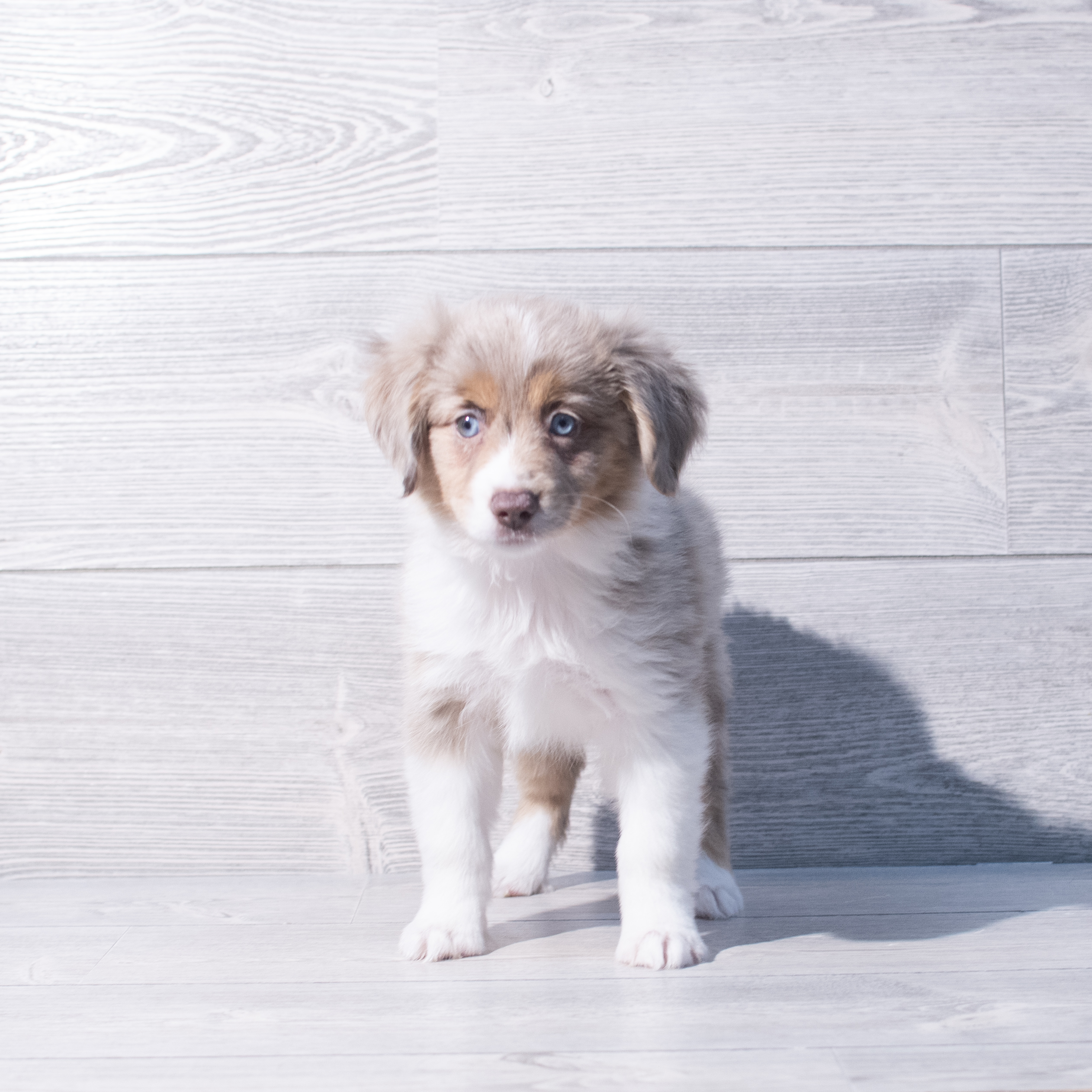 Miniature Australian Shepherd (F) 1982 Image #1