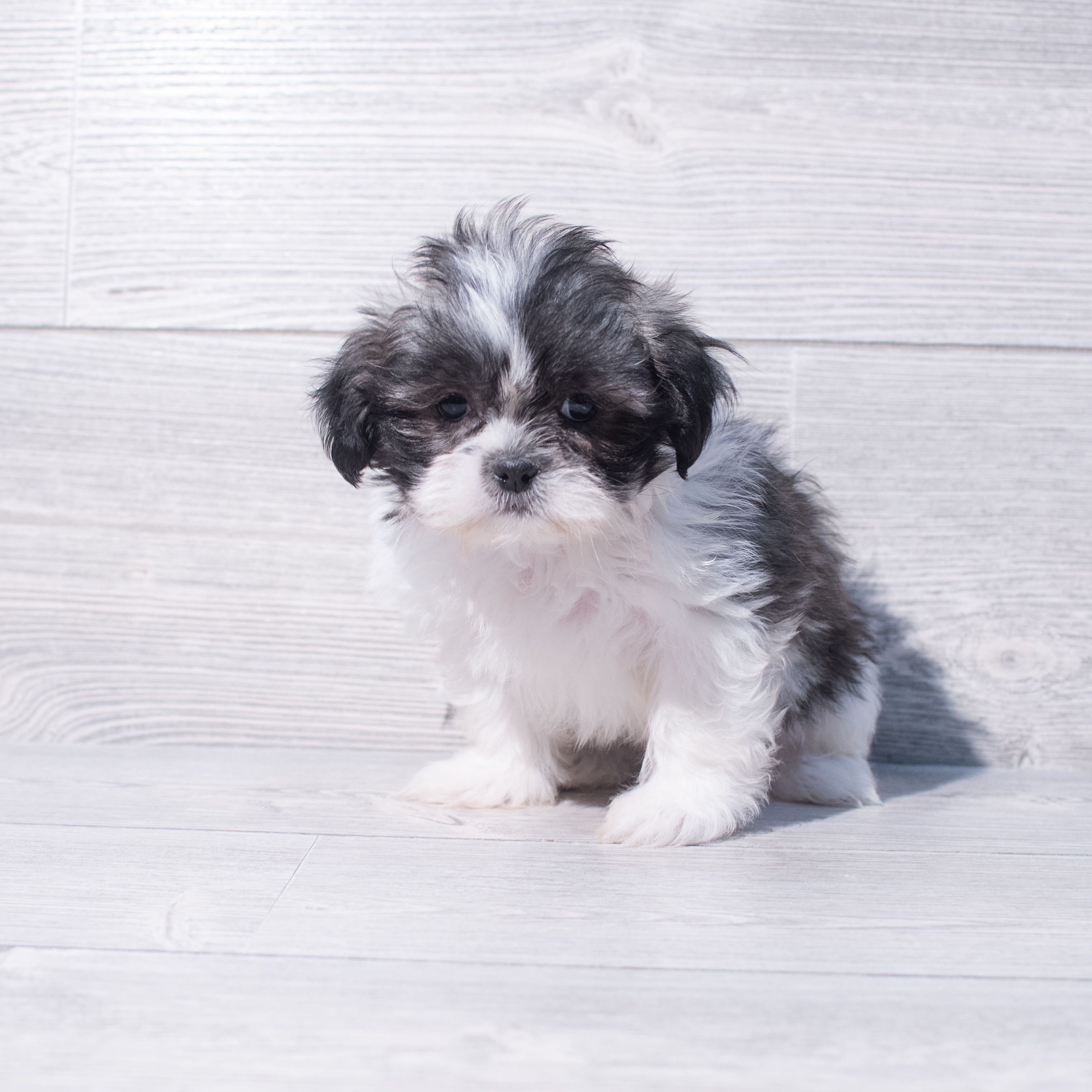 Shih Tzu (M) 1983 Image #1