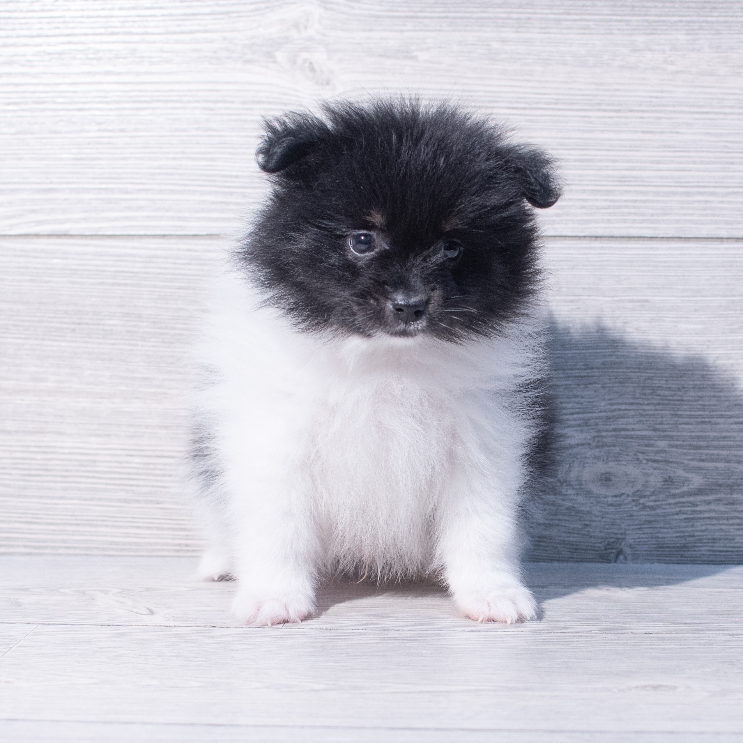 Pomeranian (M) 1984 Image #1