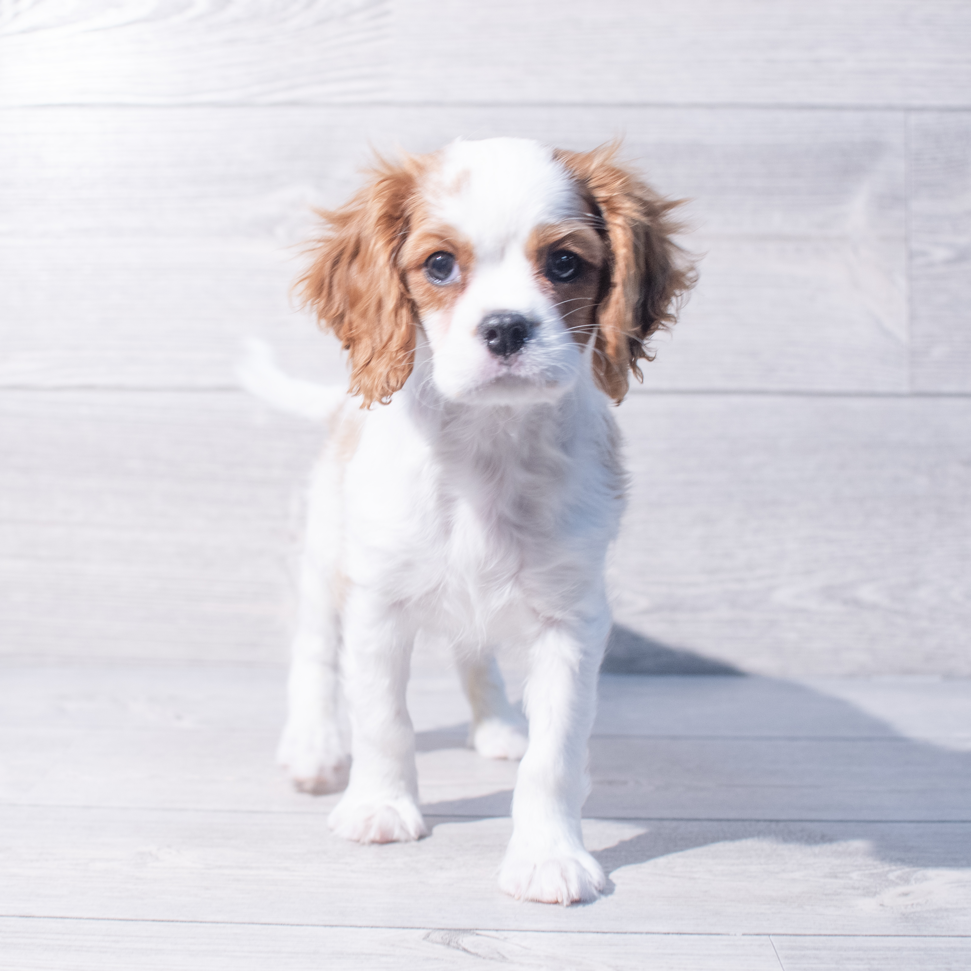 Cavalier King Charles Spaniel (M) 1989 Image #1