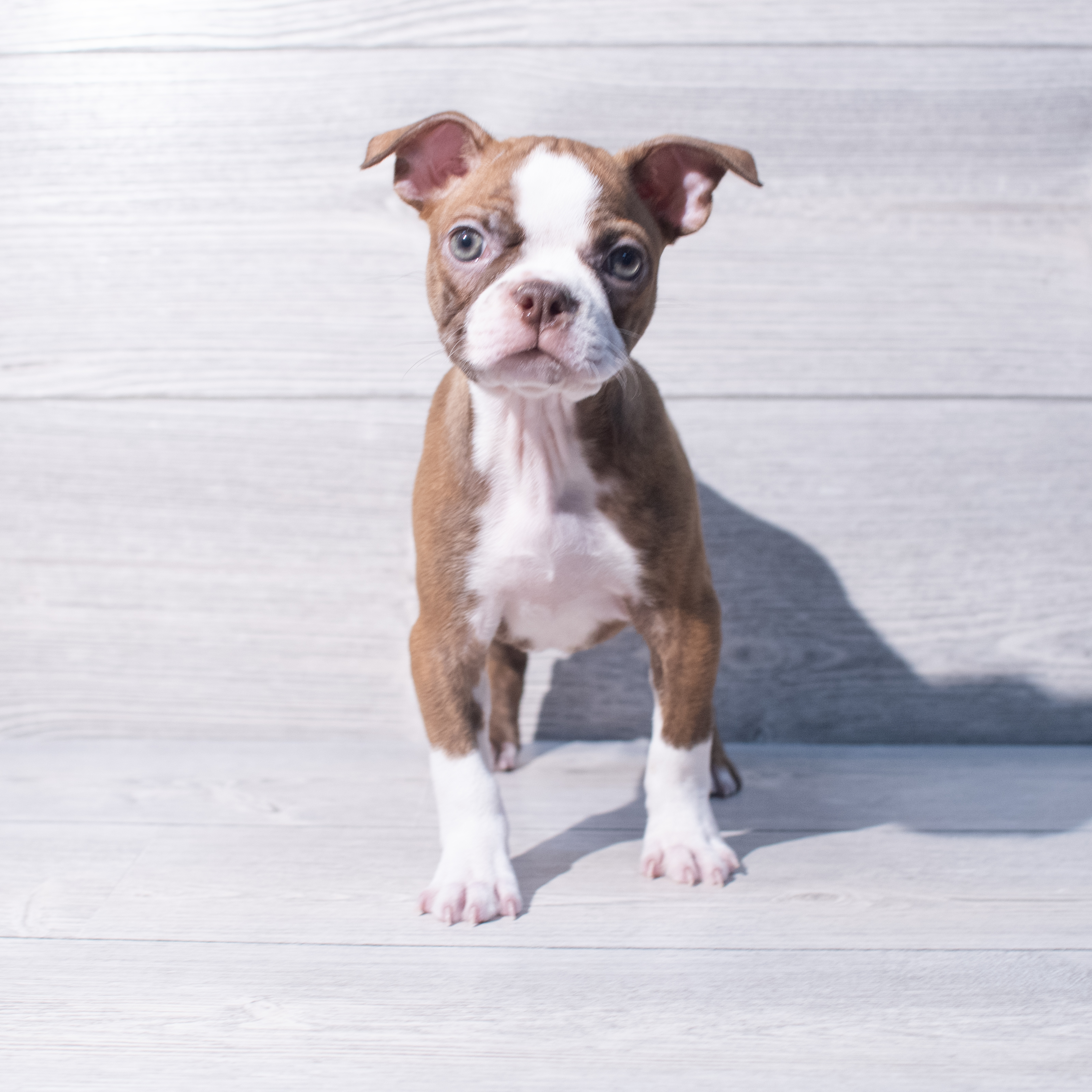 Boston Terrier (F) 1990 Image #1