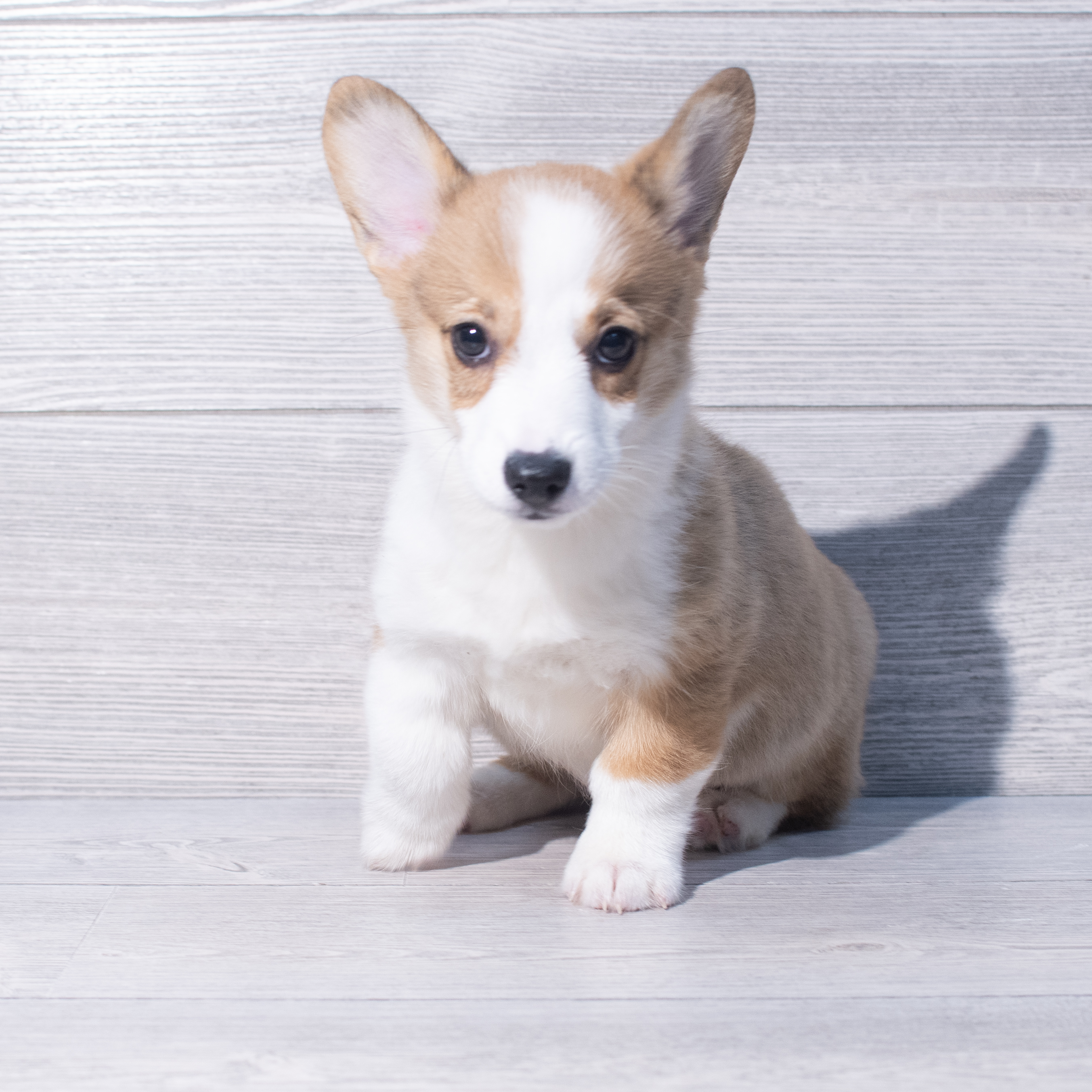 Pembroke Welsh Corgi (M) 1966 Image #1