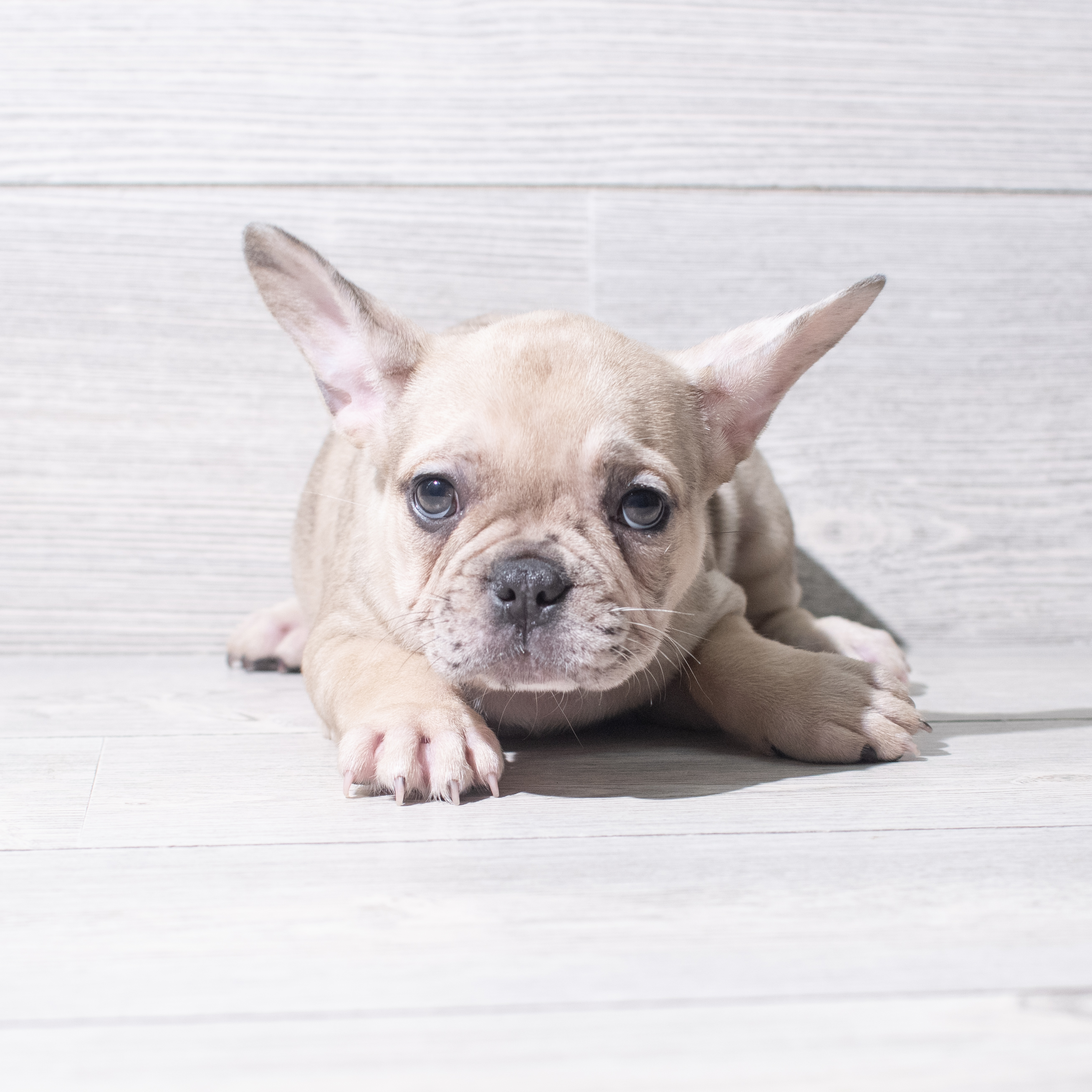 Frenchton (F) 5403 Image #1