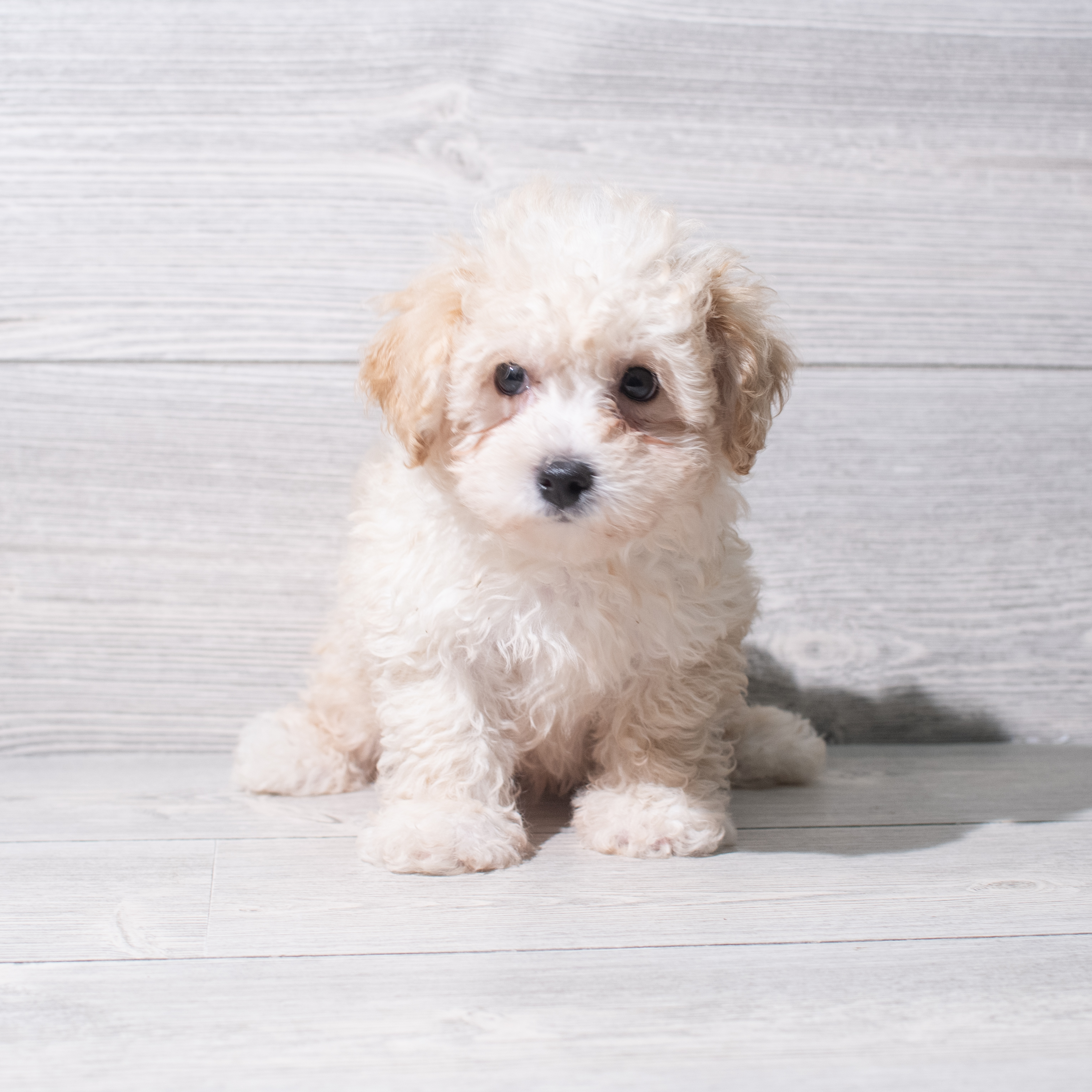 Maltipoo (M) 5400 Image #1