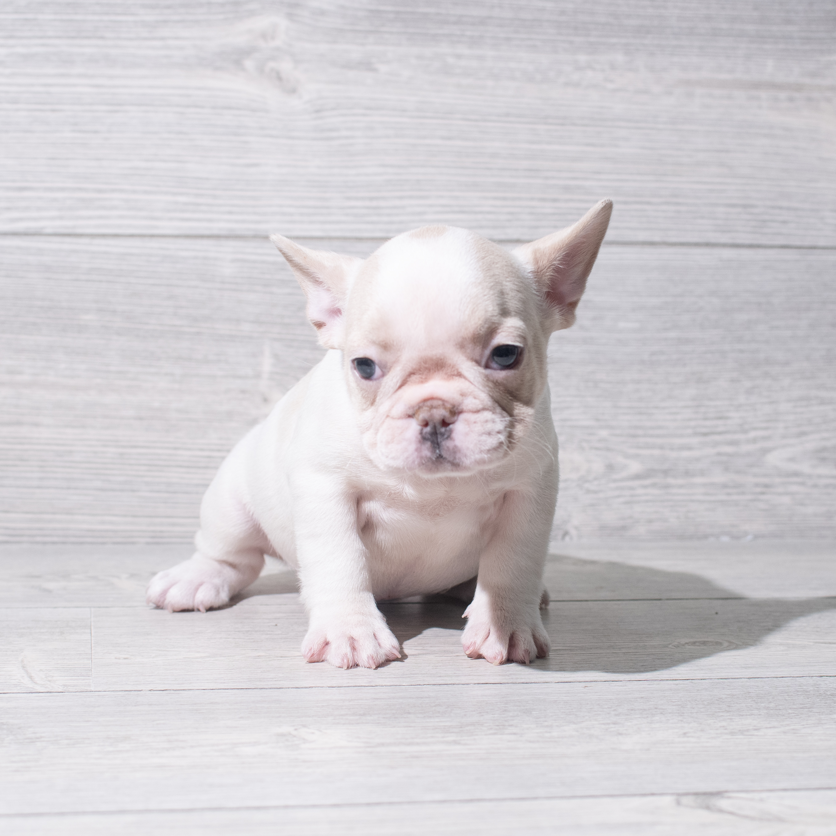 French Bulldog (F) 5402 Image #1