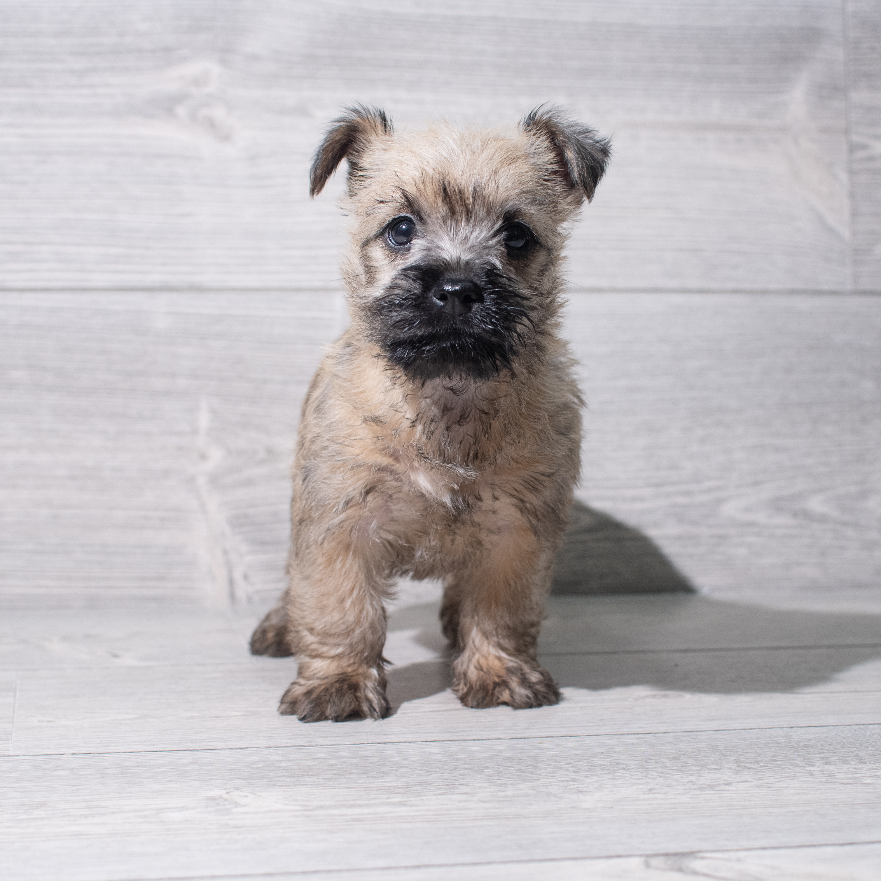 Cairn Terrier (F) 5404 Image #1