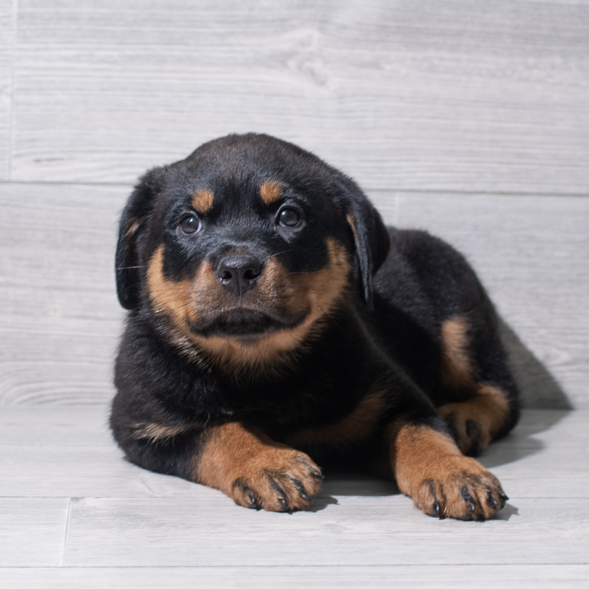 Rottweiler (F) 5409 Image #1