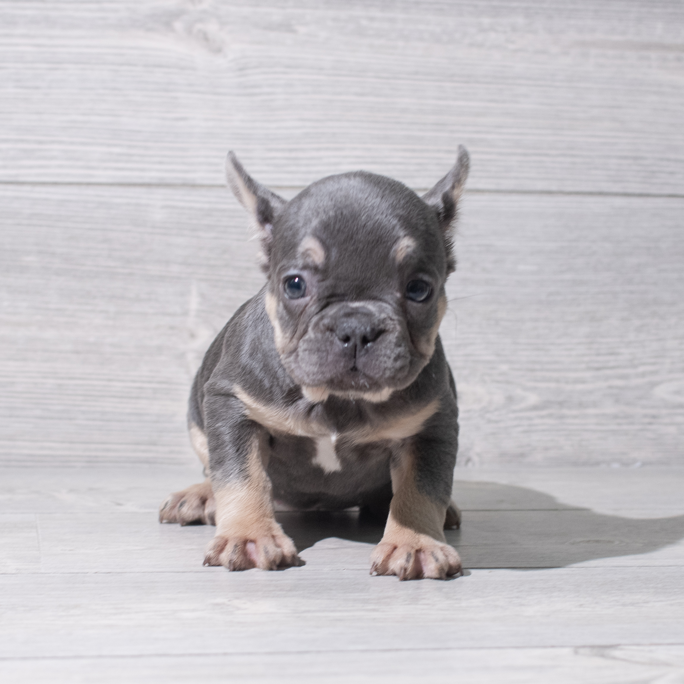French Bulldog (F) 5407 Image #1