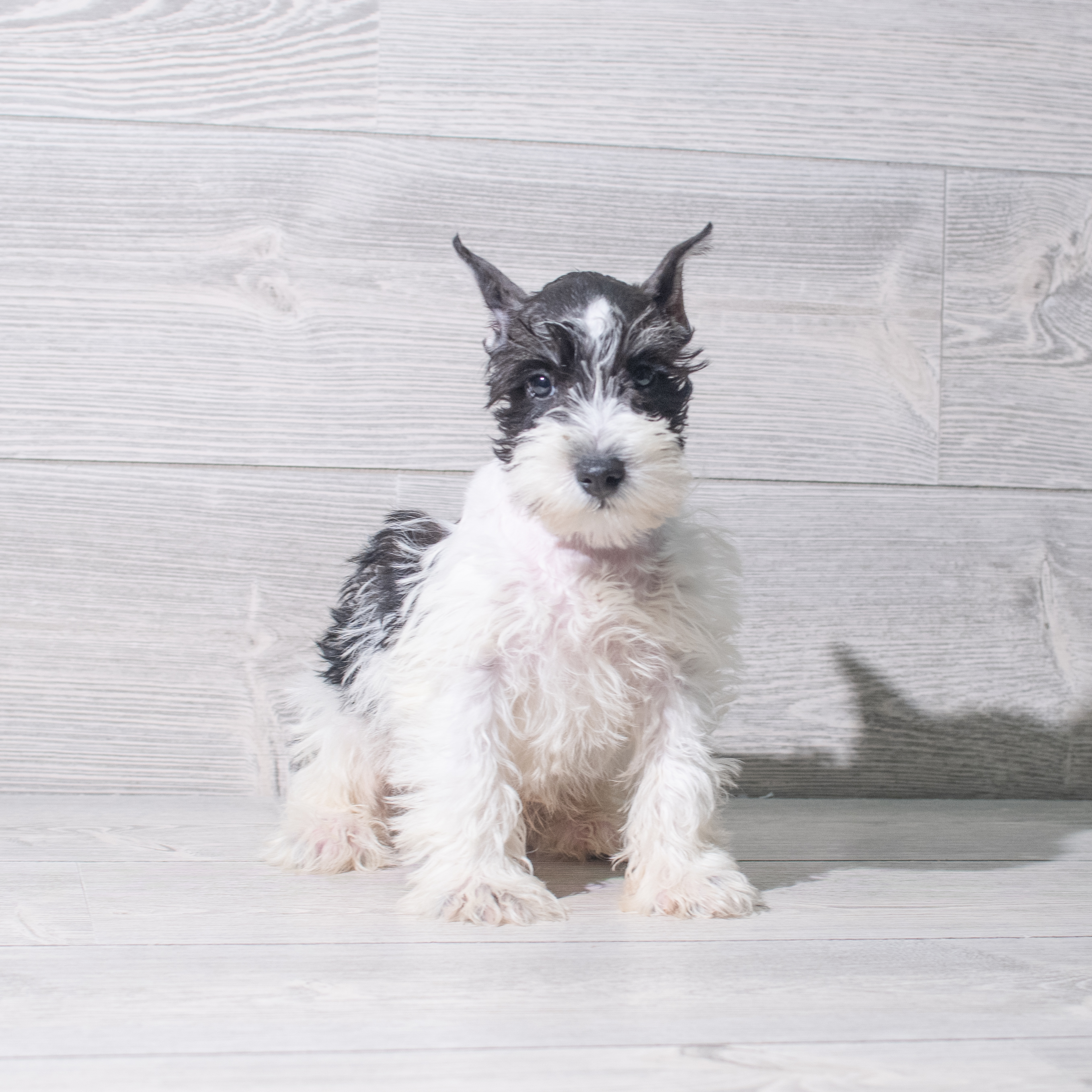 Miniature Schnauzer (M) 5408 Image #1
