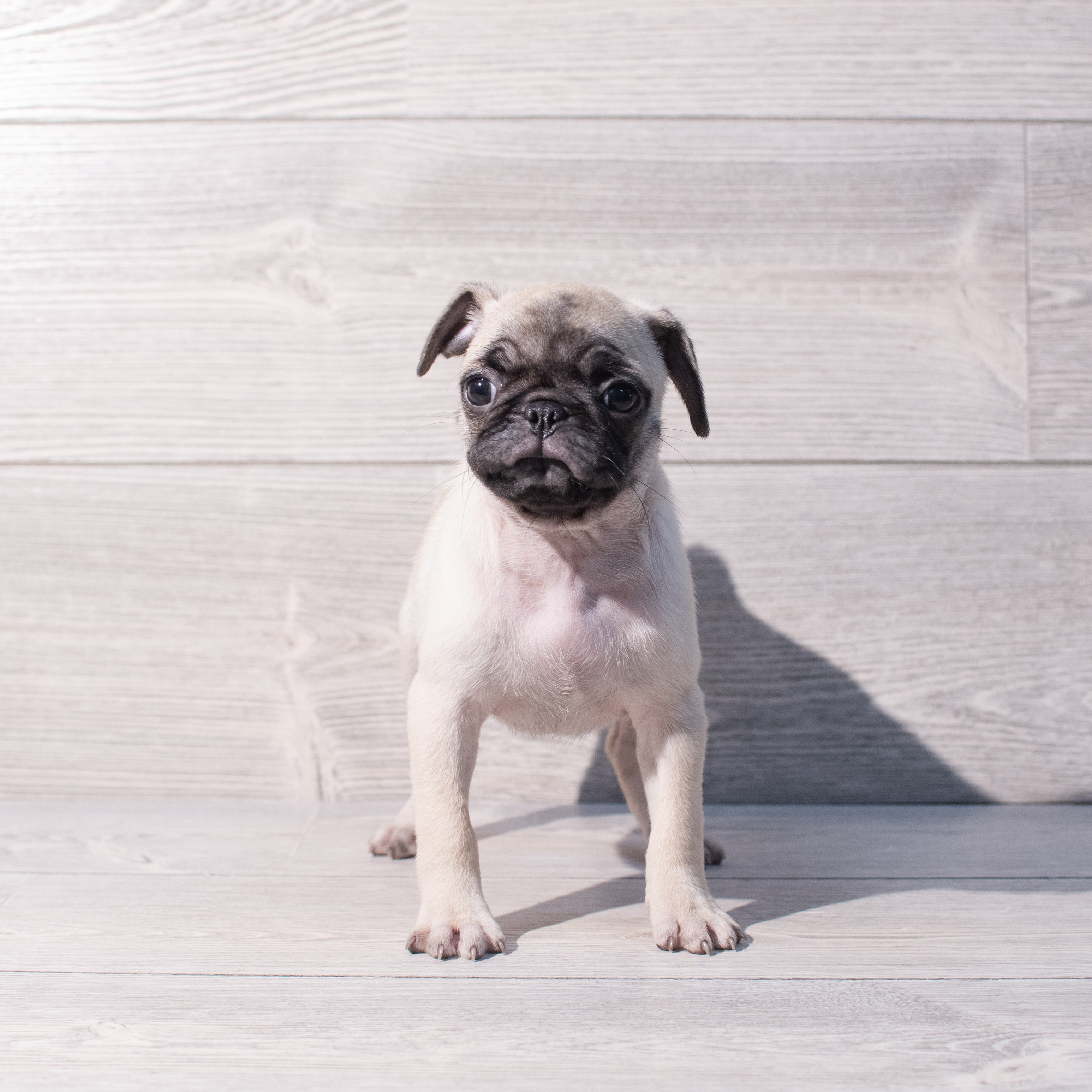 Pug (F) 2004 Image #1