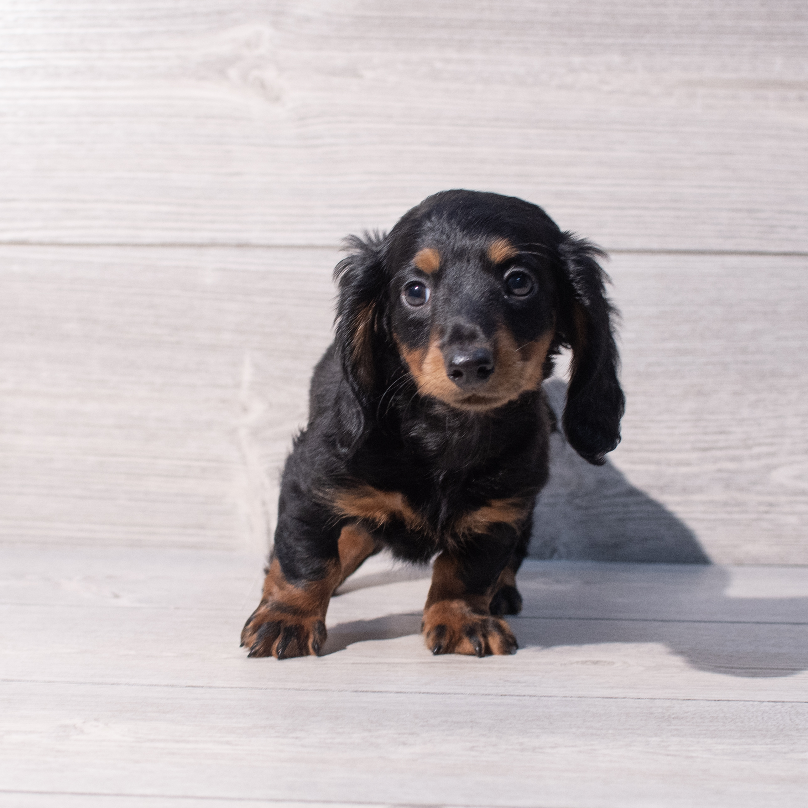 Dachshund (M) 1996 Image #1