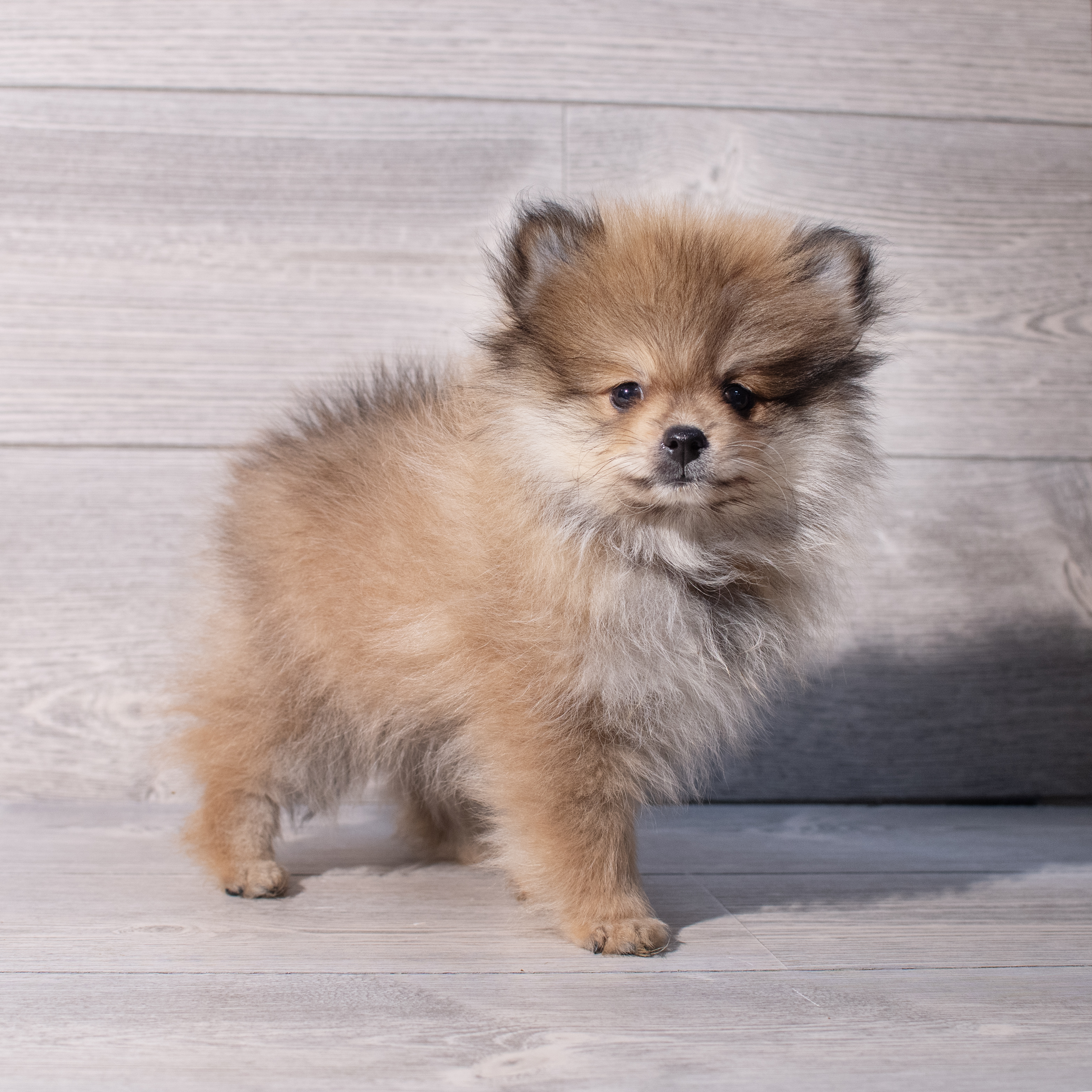 Pomeranian (M) 2002 Image #1