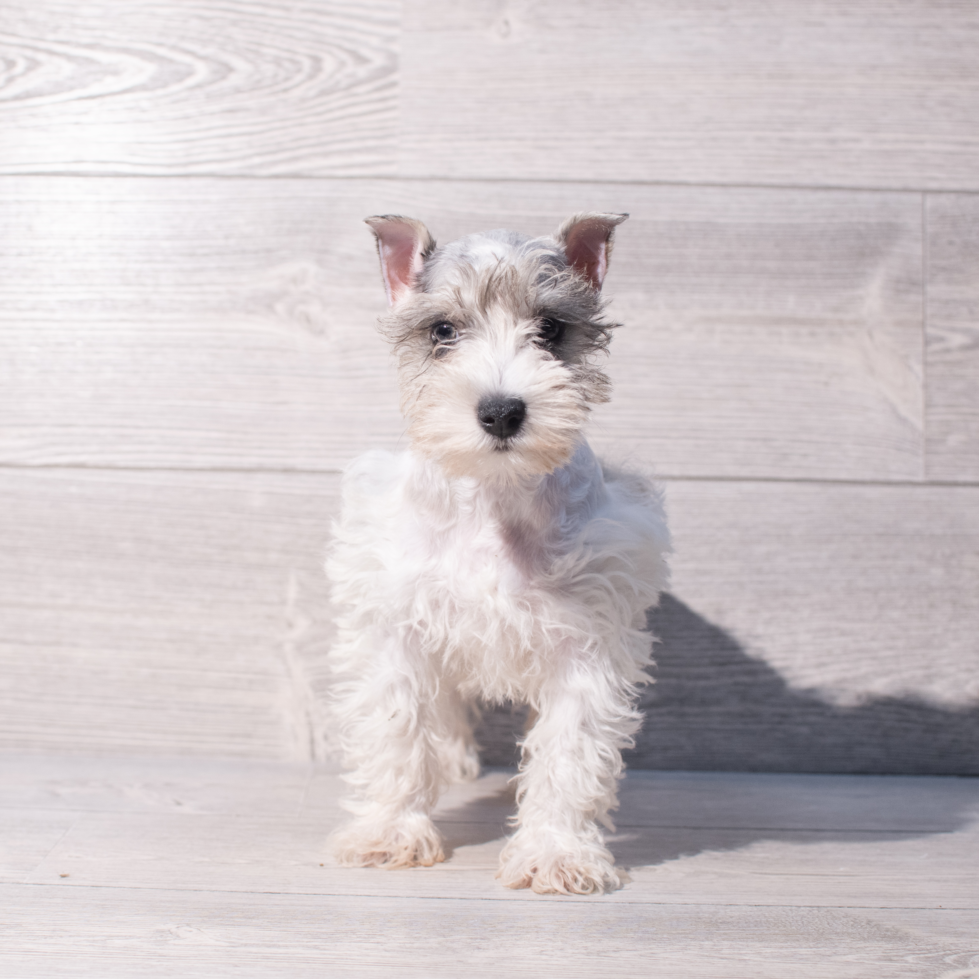 Miniature Schnauzer (F) 2005 Image #1