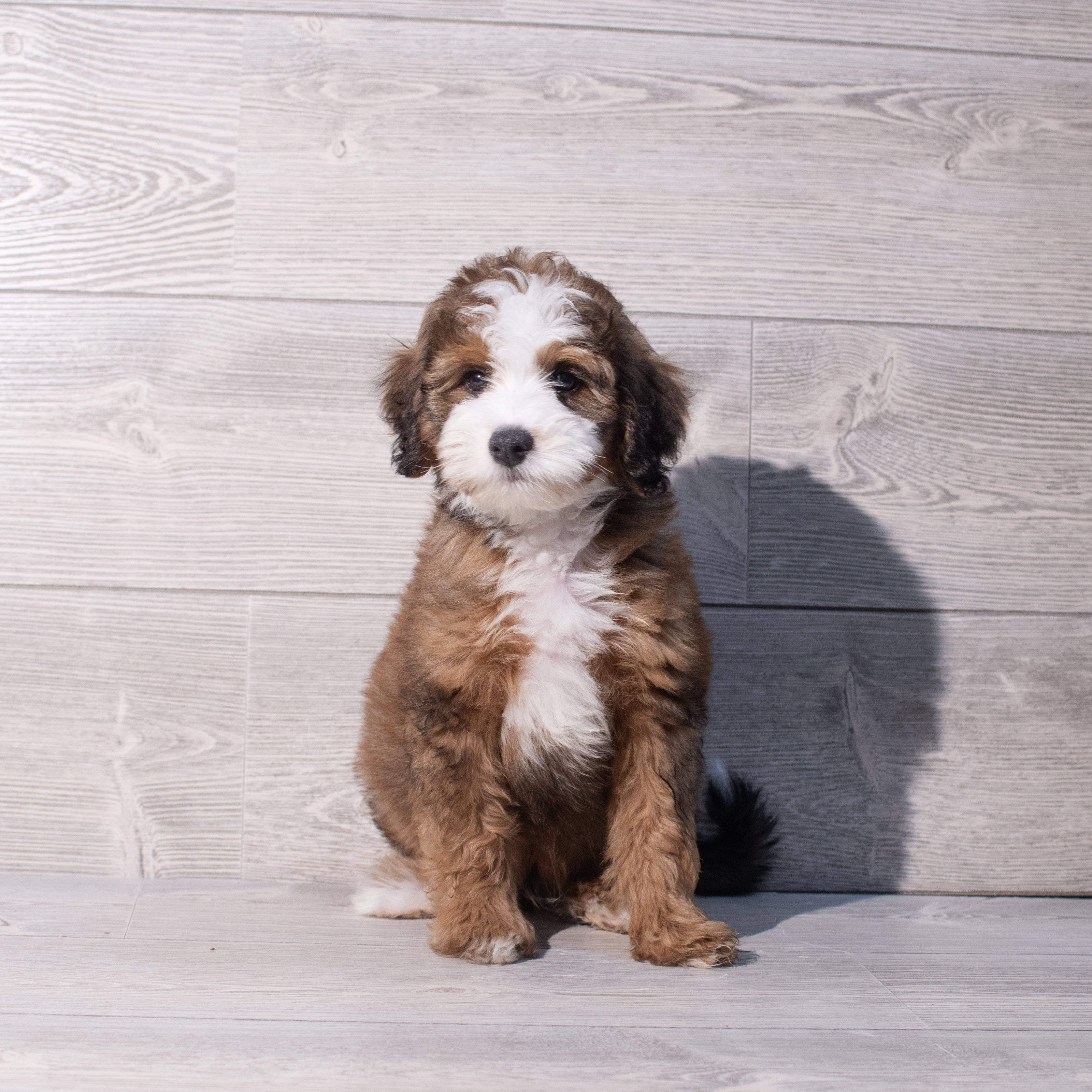Bernedoodle Mini (M) 1997 Image #1