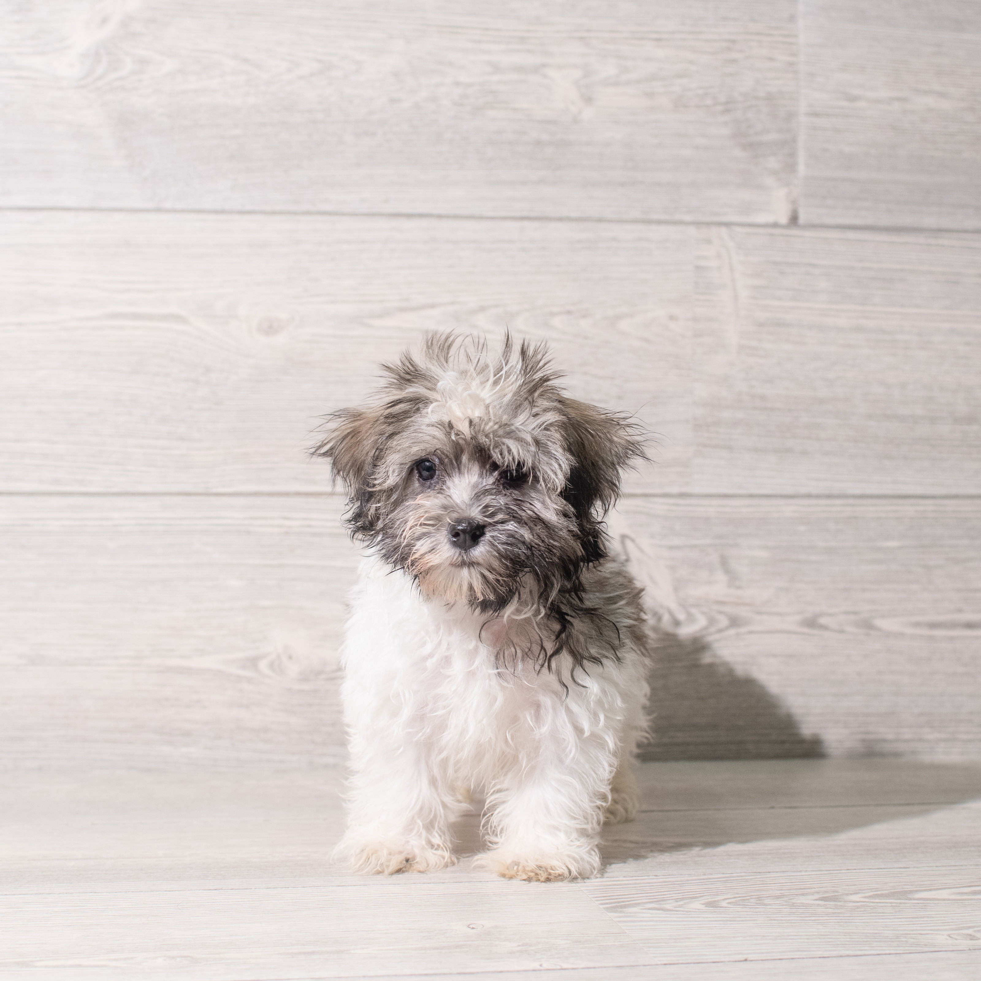 Havanese (M) 5395 Image #1