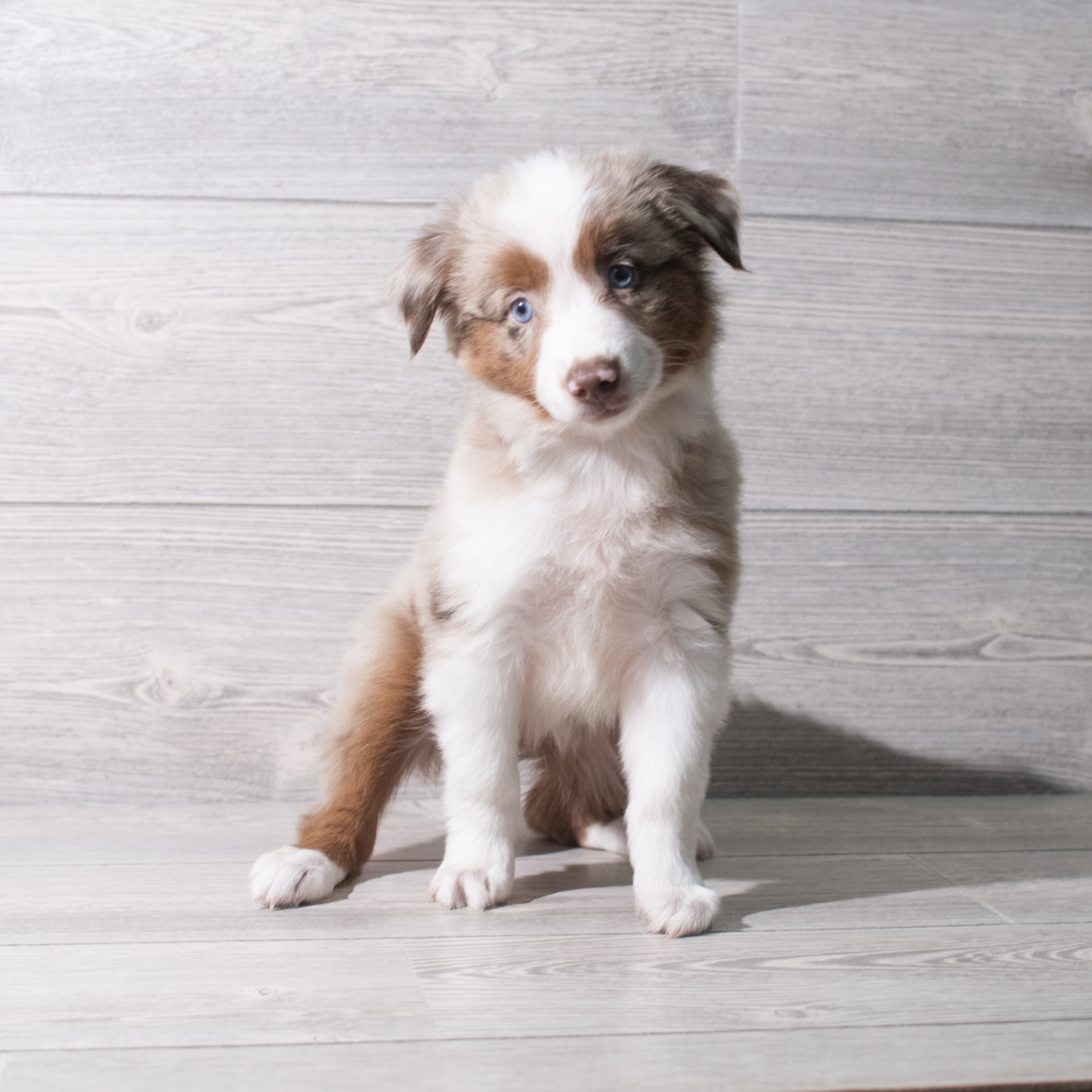 Miniature Australian Shepherd (F) 5347 Image #1