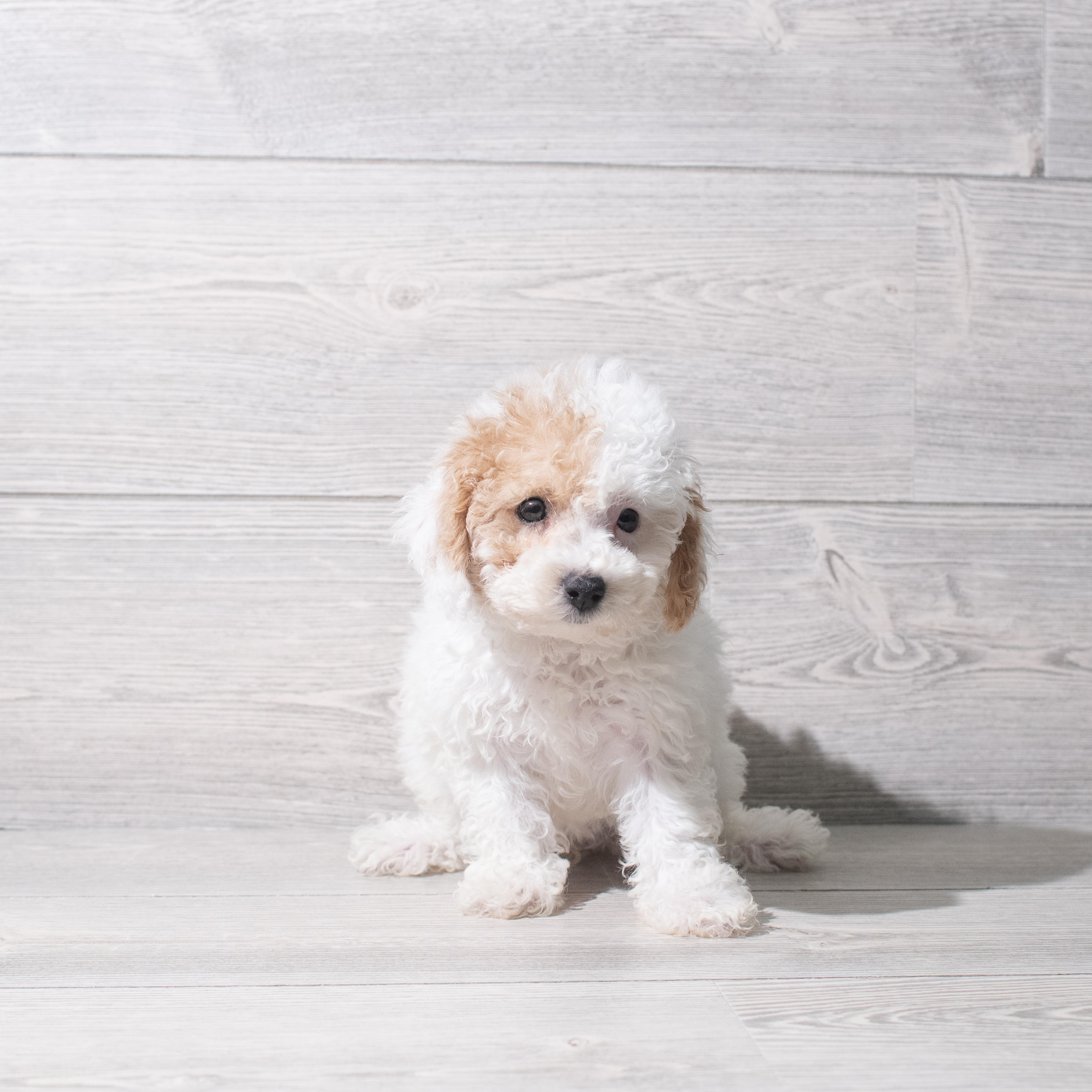 Poochon (F) 5348 Image #1