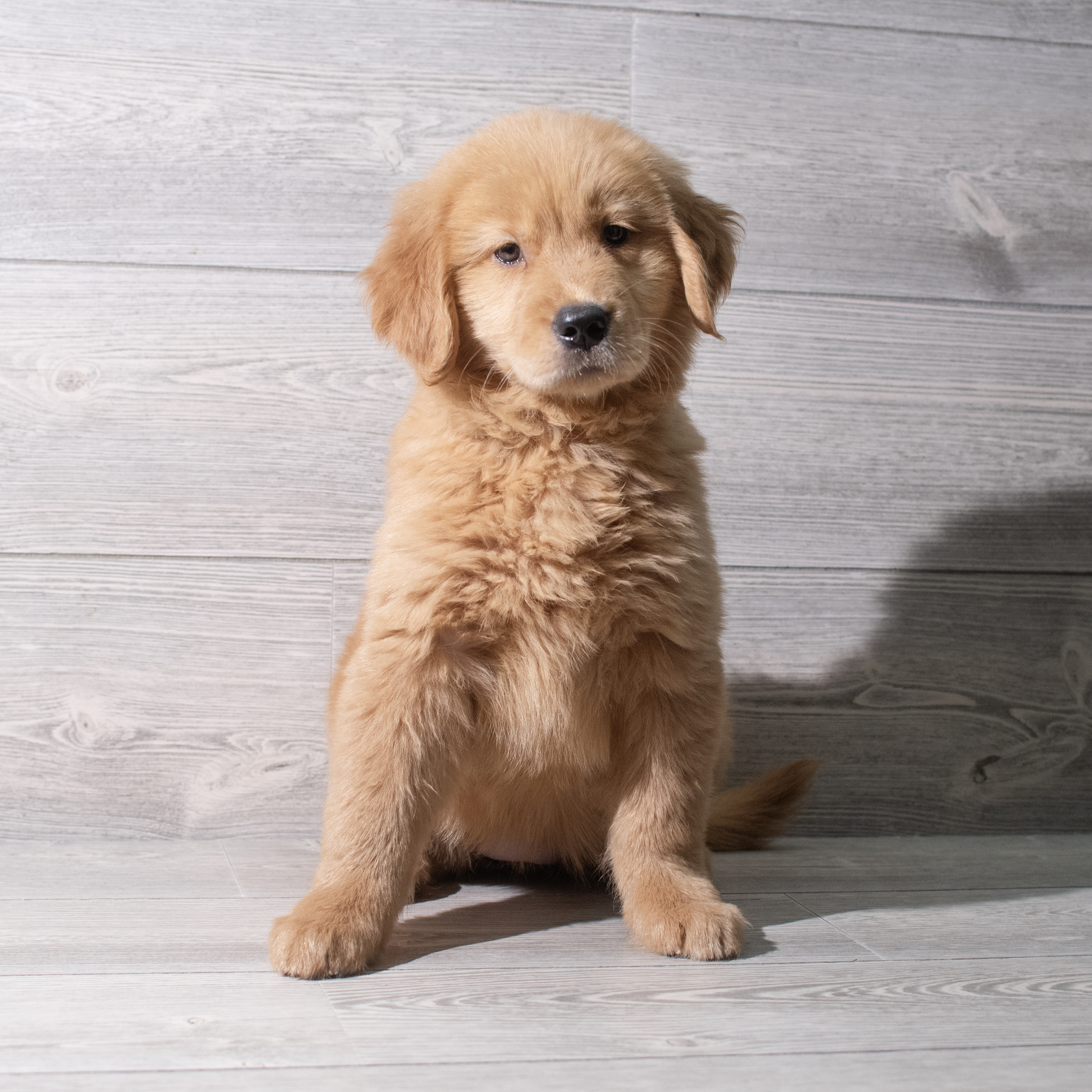 Golden Retriever (F) 5350 Image #1