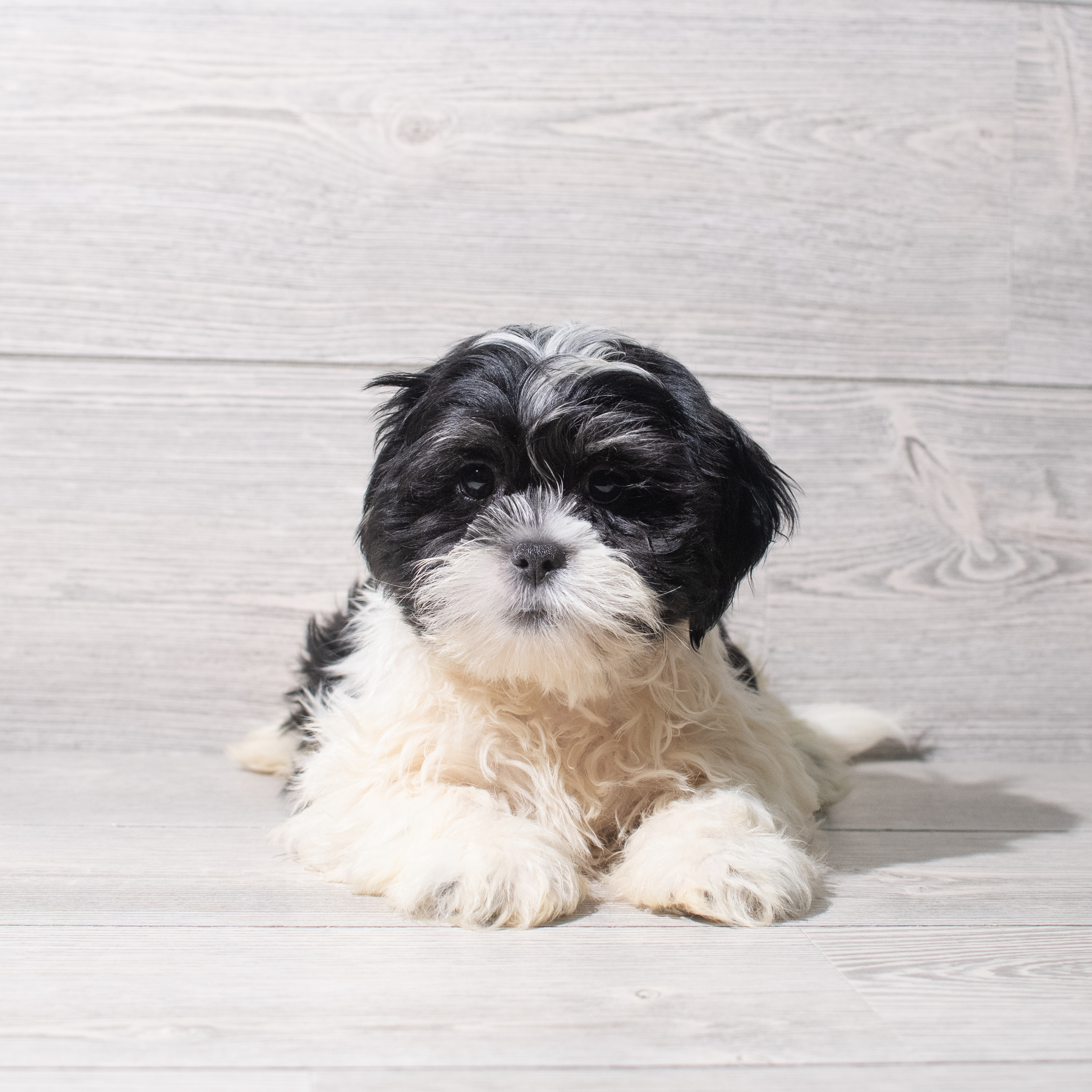 Lhasa Apso (M) 5351 Image #1