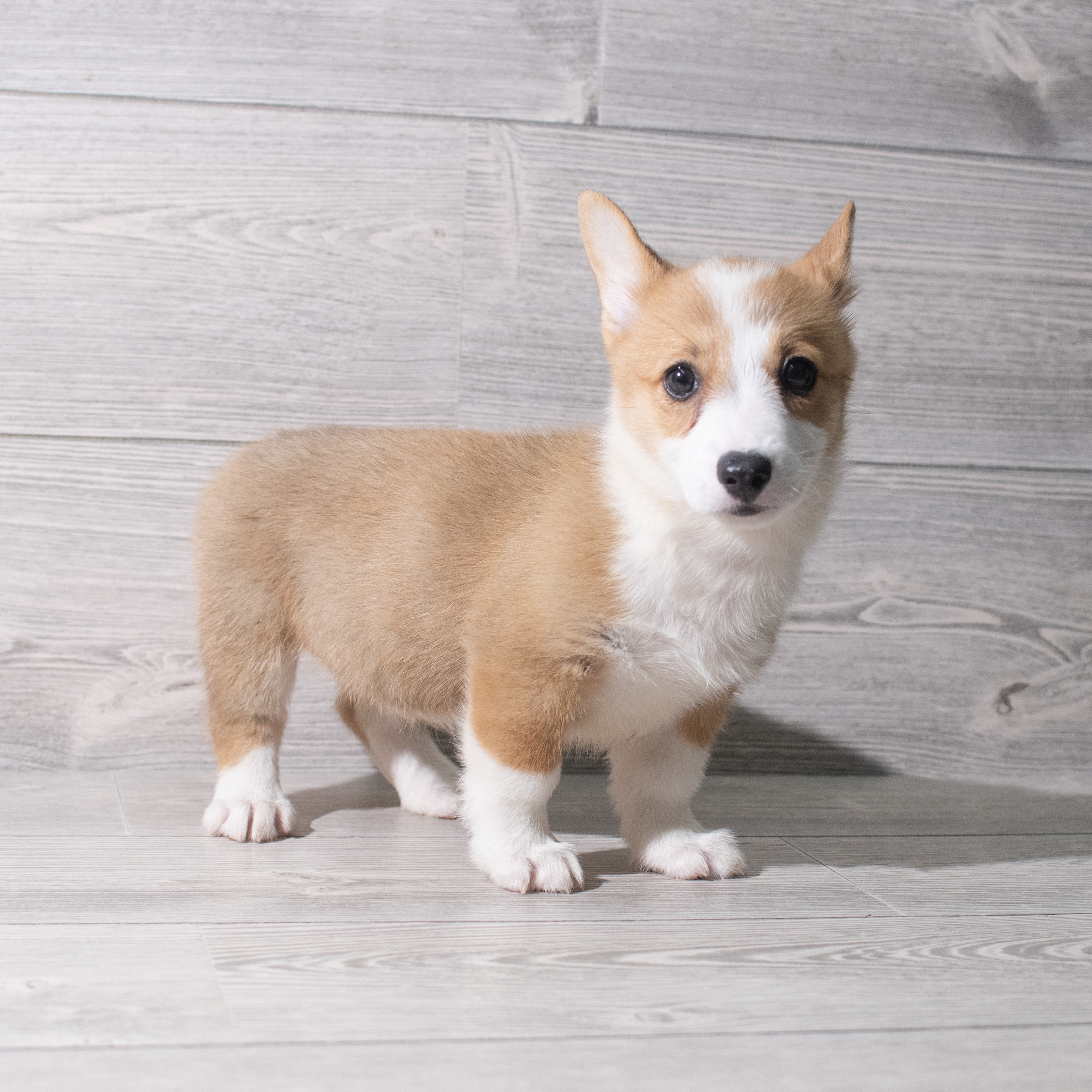 Pembroke Welsh Corgi (F) 5352 Image #1