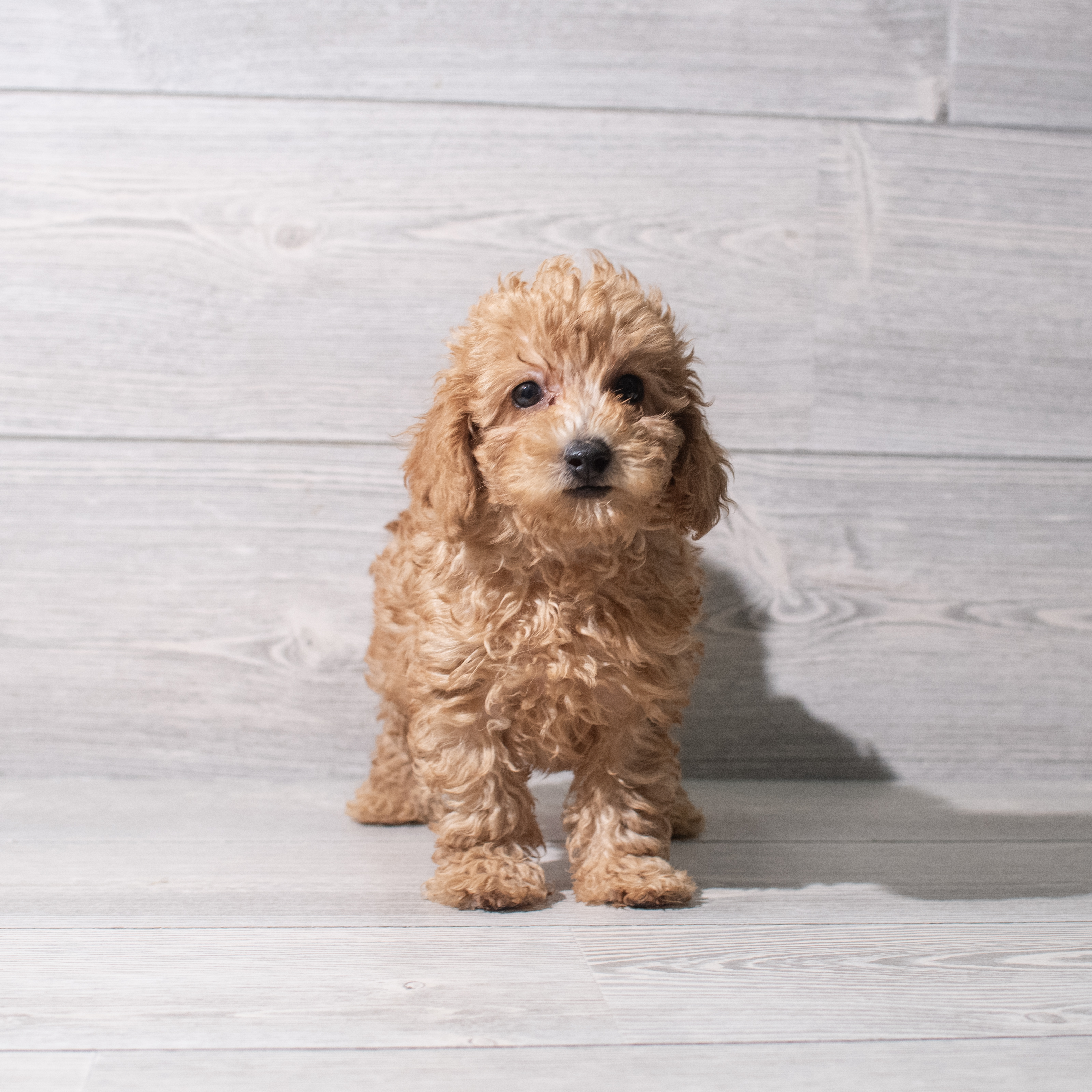 Poodle Mini (M) 5353 Image #1