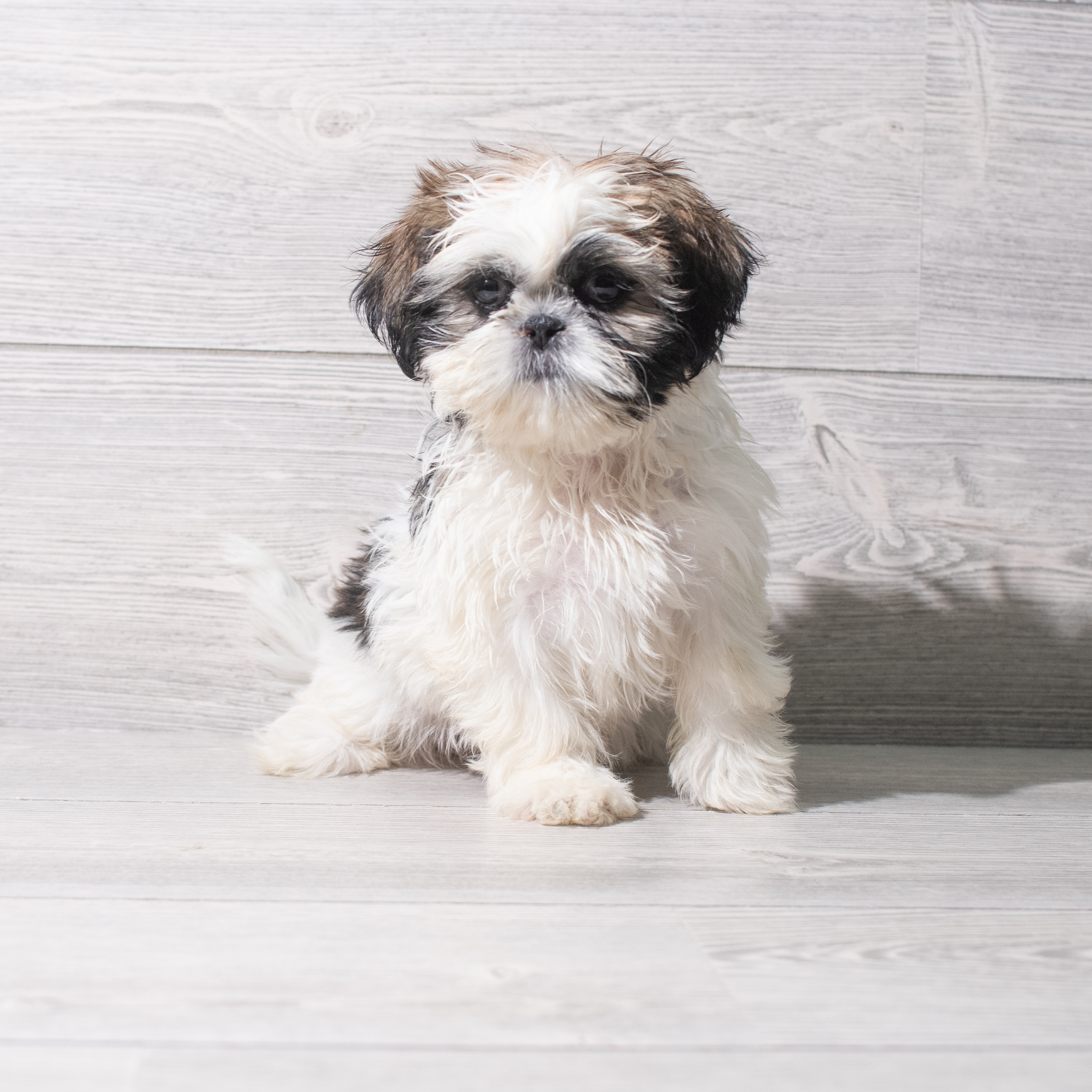 Shih Tzu (F) 5354 Image #1