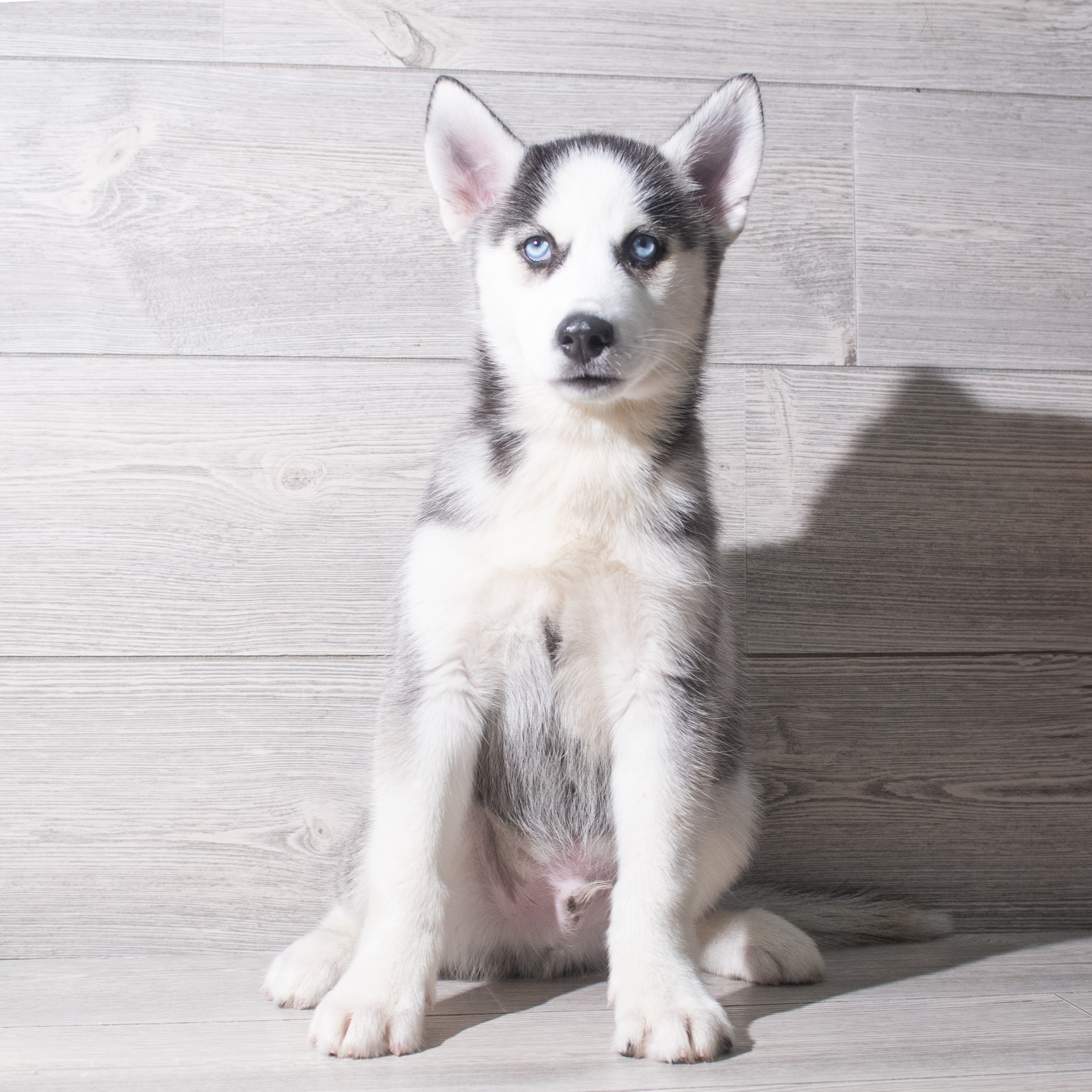Siberian Husky (M) 5355 Image #1