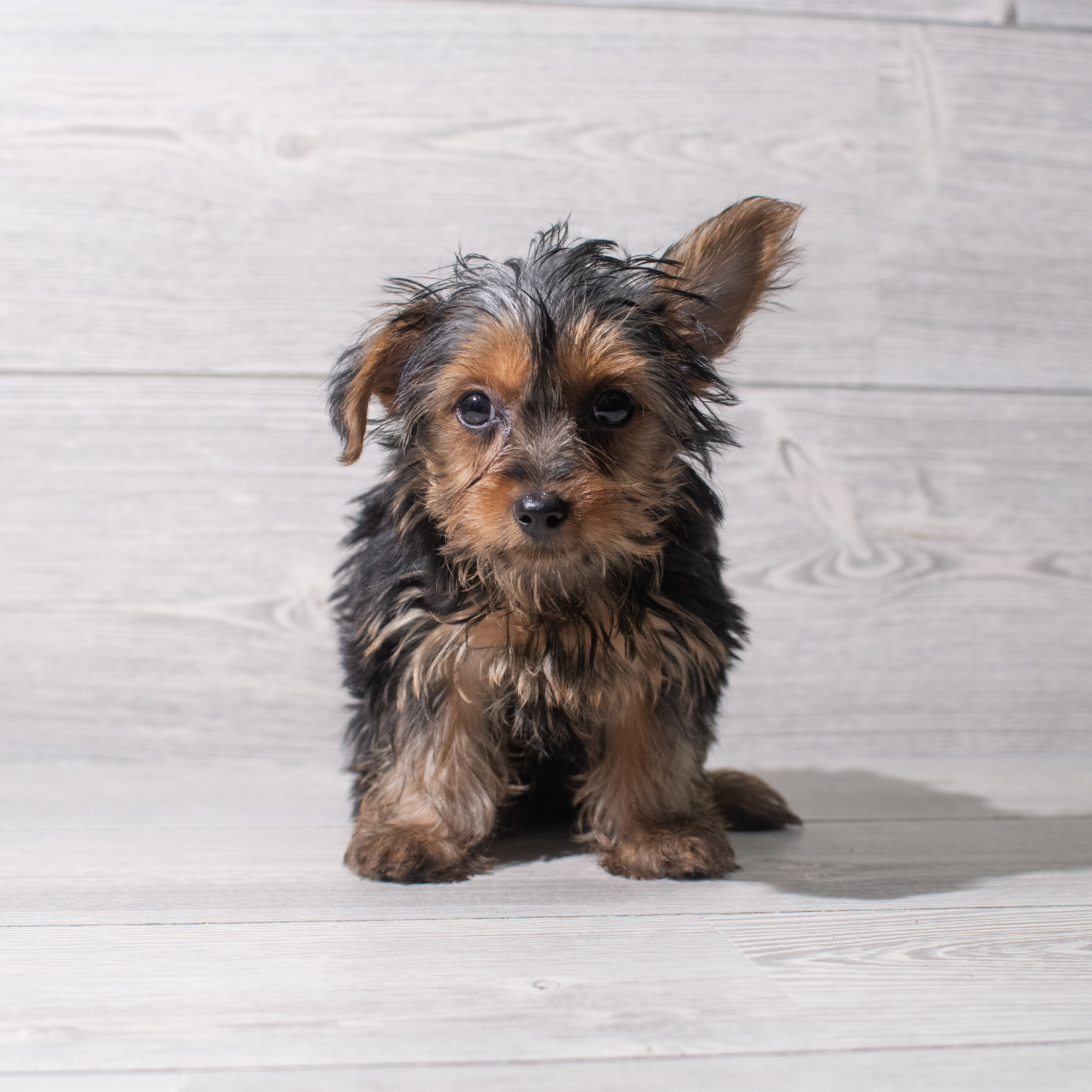 Yorkshire Terrier (F) 5356 Image #1