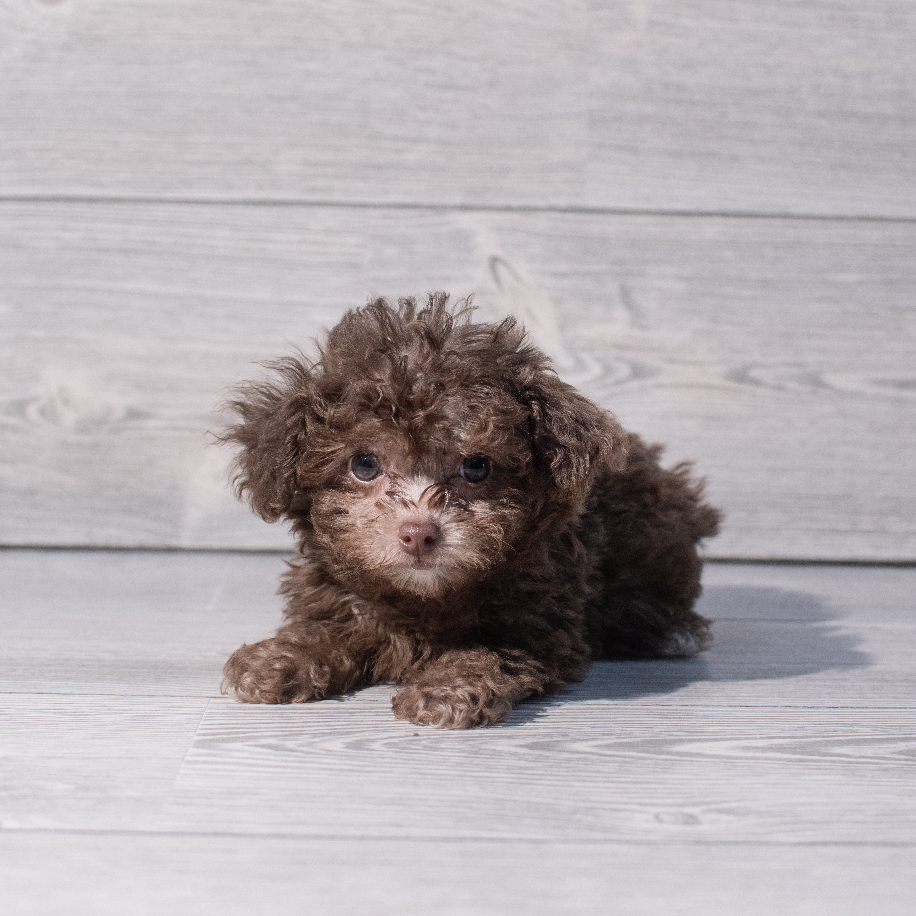 Poodle (M) 1958 Image #1