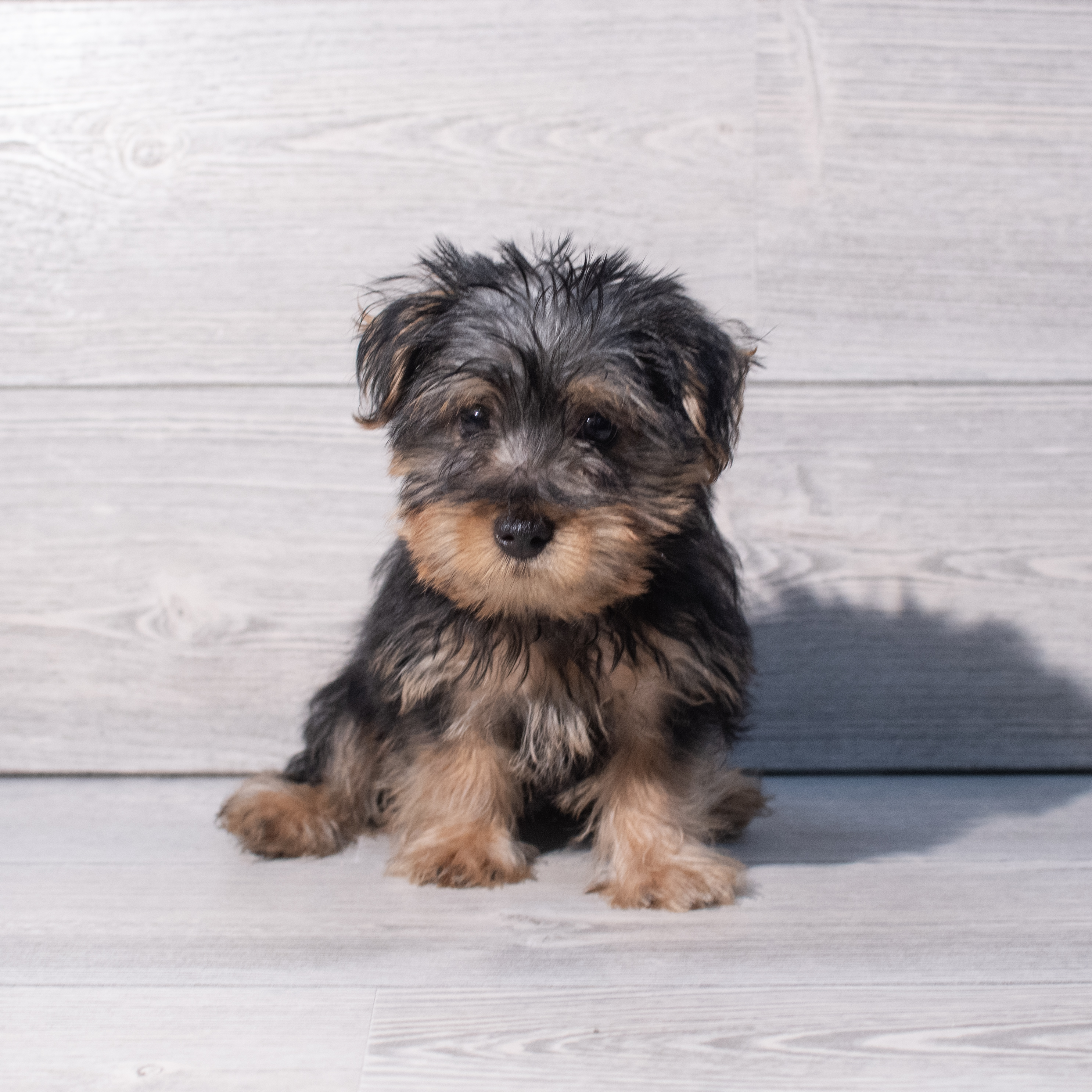 Silky Terrier (M) 1968 Image #1
