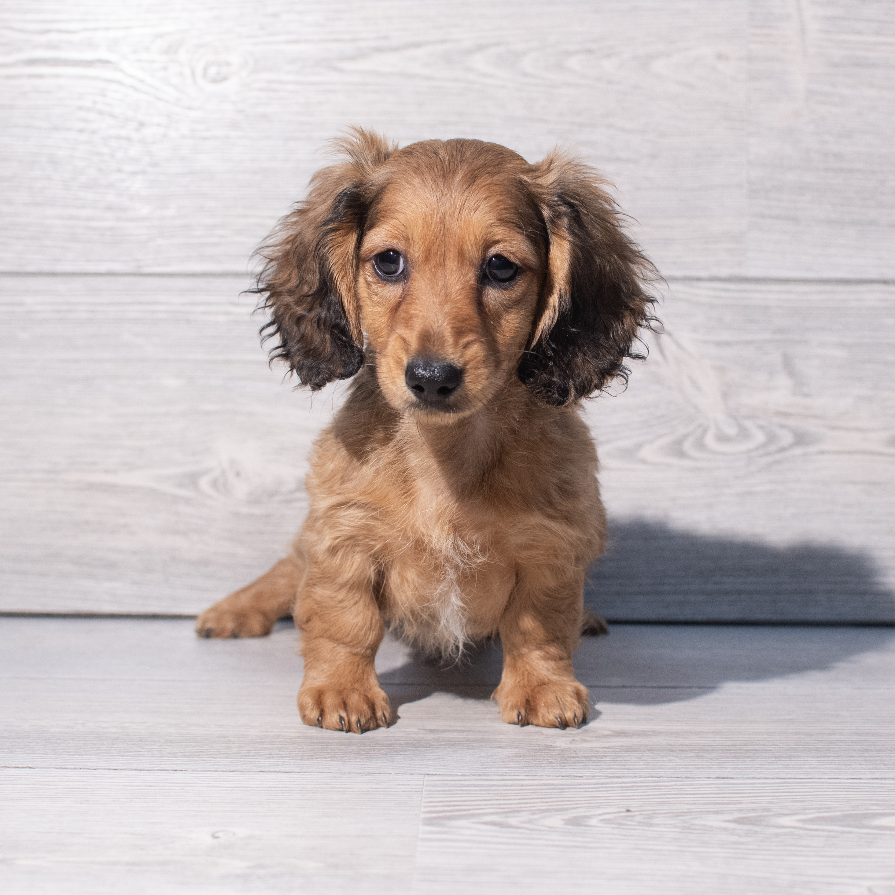 Dachshund (M) 1963 Image #1