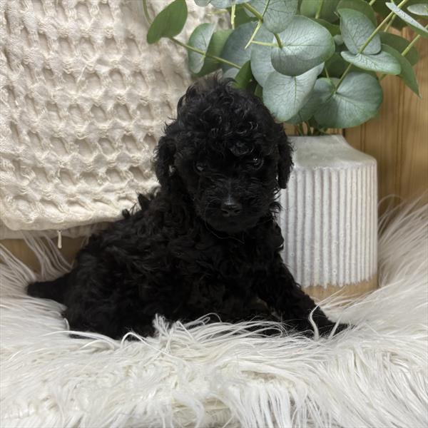 Poodle Mini (M) 5420 Image #2