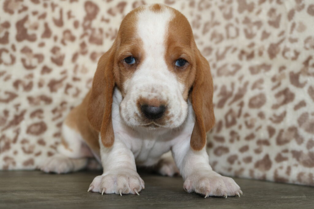 Basset Hound (F) 5413 Image #2