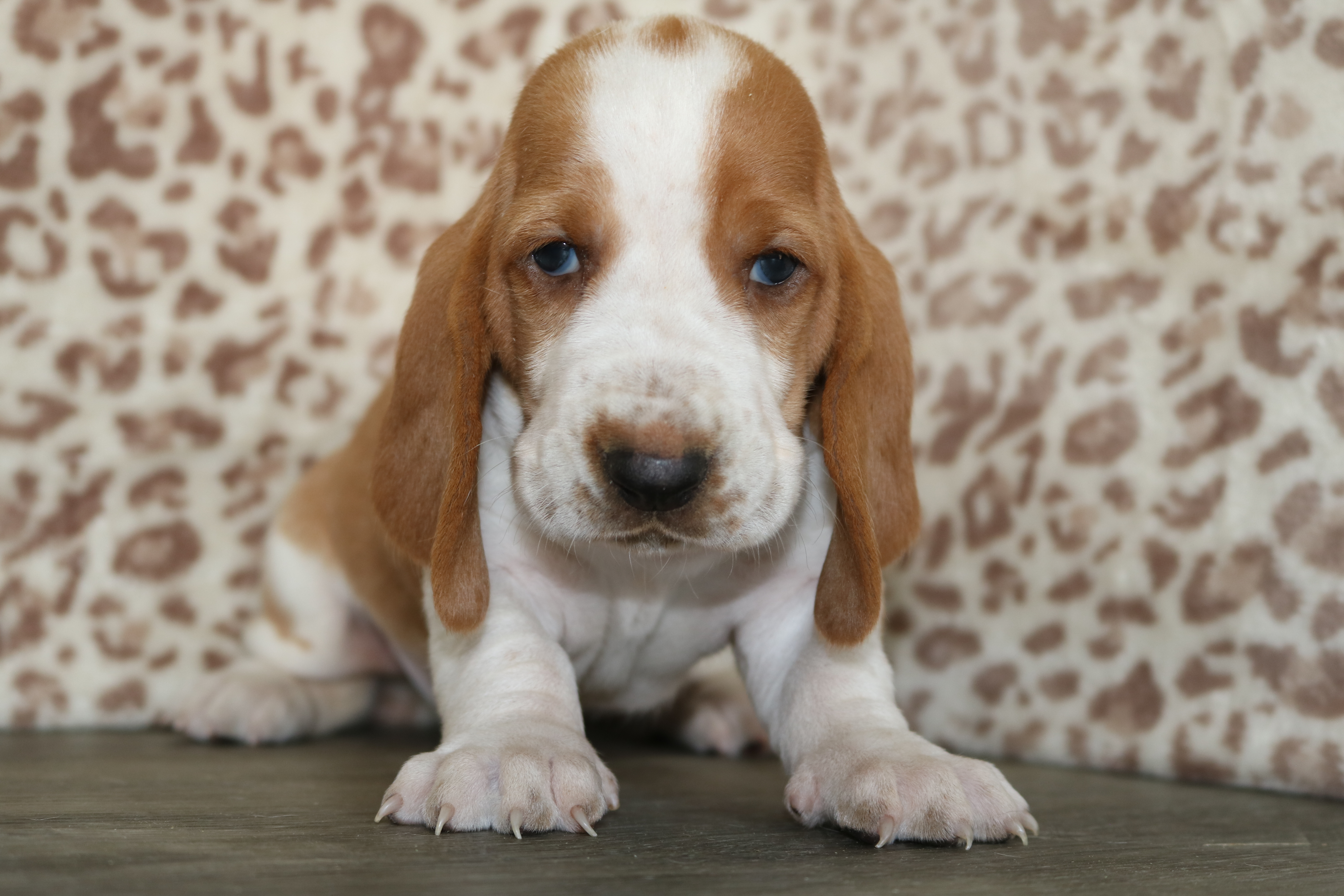 Basset Hound (F) 5413 Image #1
