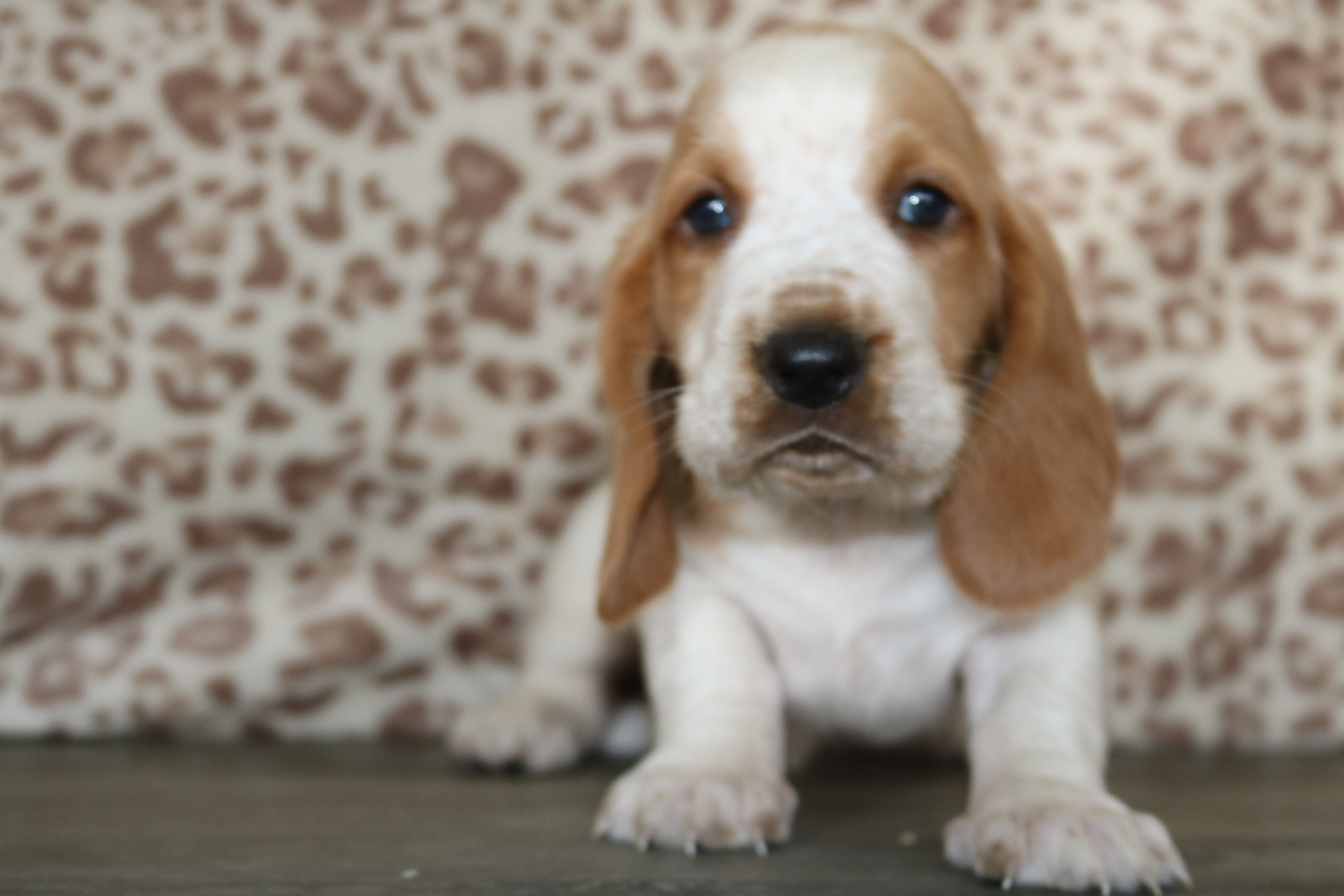 Basset Hound (M) 2017 Image #1