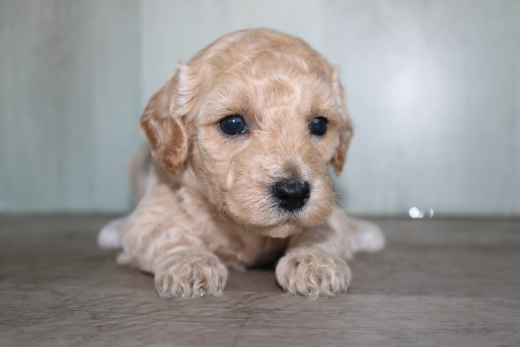 Poochon (F) 2015 Image #2