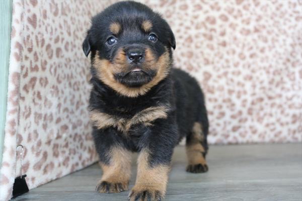 Rottweiler (F) 5434 Image #2