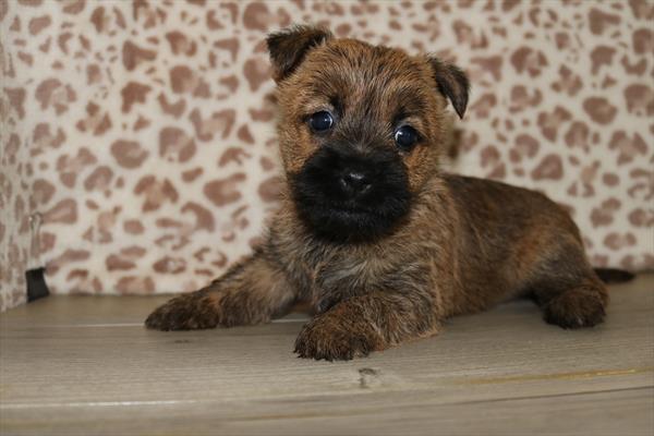 Cairn Terrier (F) 5412 Image #2