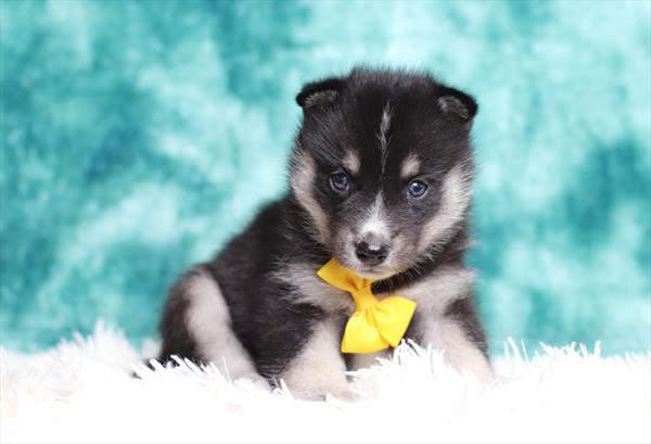 Pomsky (M) 5435 Image #2