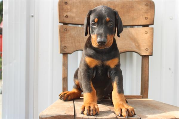 Doberman Pinscher (M) 5418 Image #2