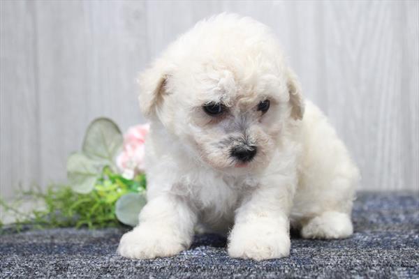 Bichapoo (F) 5422 Image #2