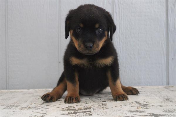 Rottweiler (F) 2011 Image #2