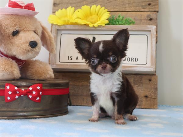 Chihuahua (M) 5440 Image #1