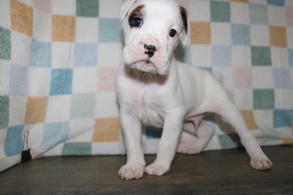 Boxer (M) 5423 Image #2