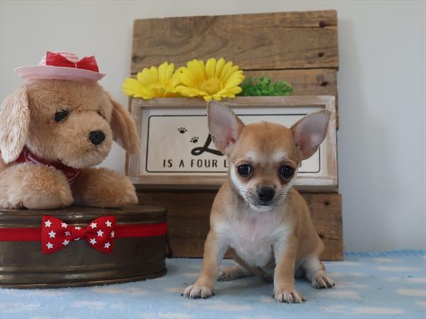 Chihuahua (F) 2020 Image #2